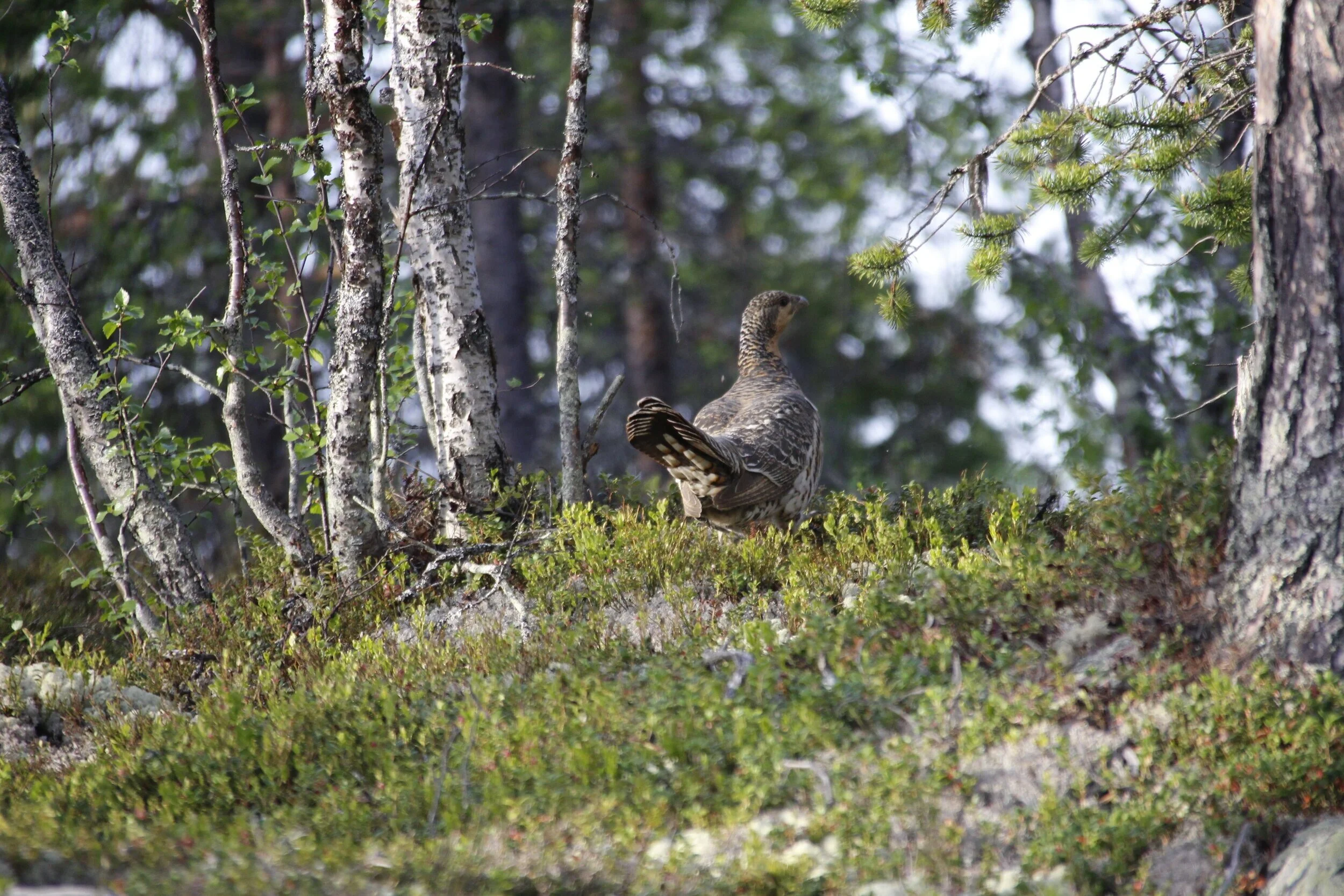 VELKOMMEN TIL OS FJELLSTYRE