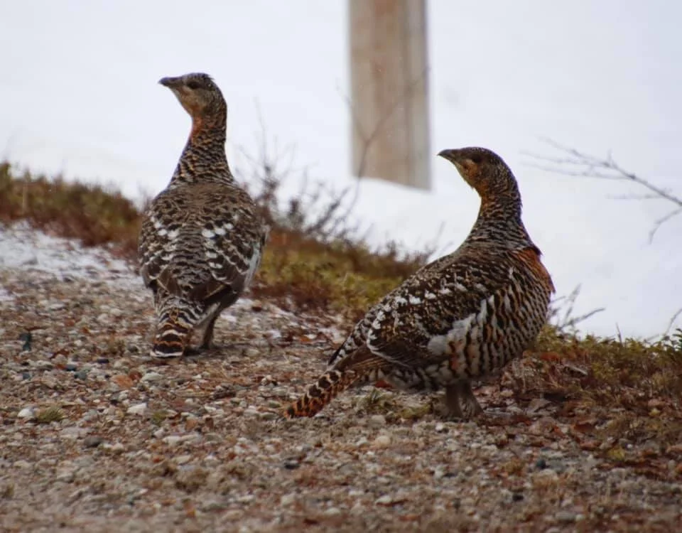 VELKOMMEN TIL OS FJELLSTYRE