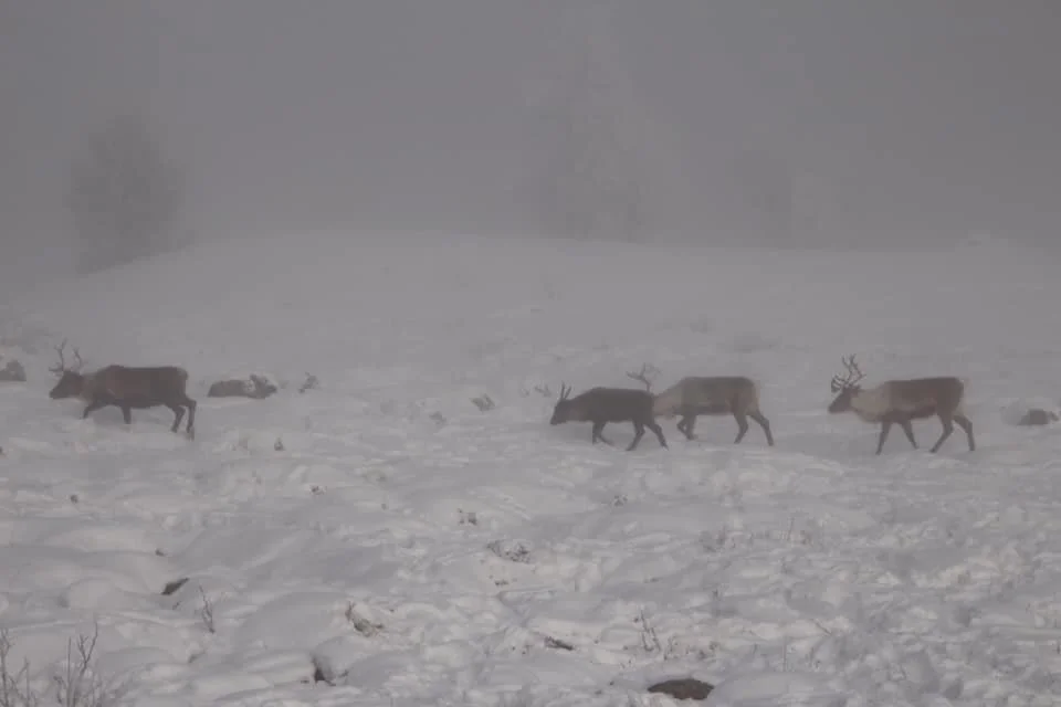 VELKOMMEN TIL OS FJELLSTYRE
