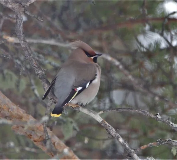 VELKOMMEN TIL OS FJELLSTYRE