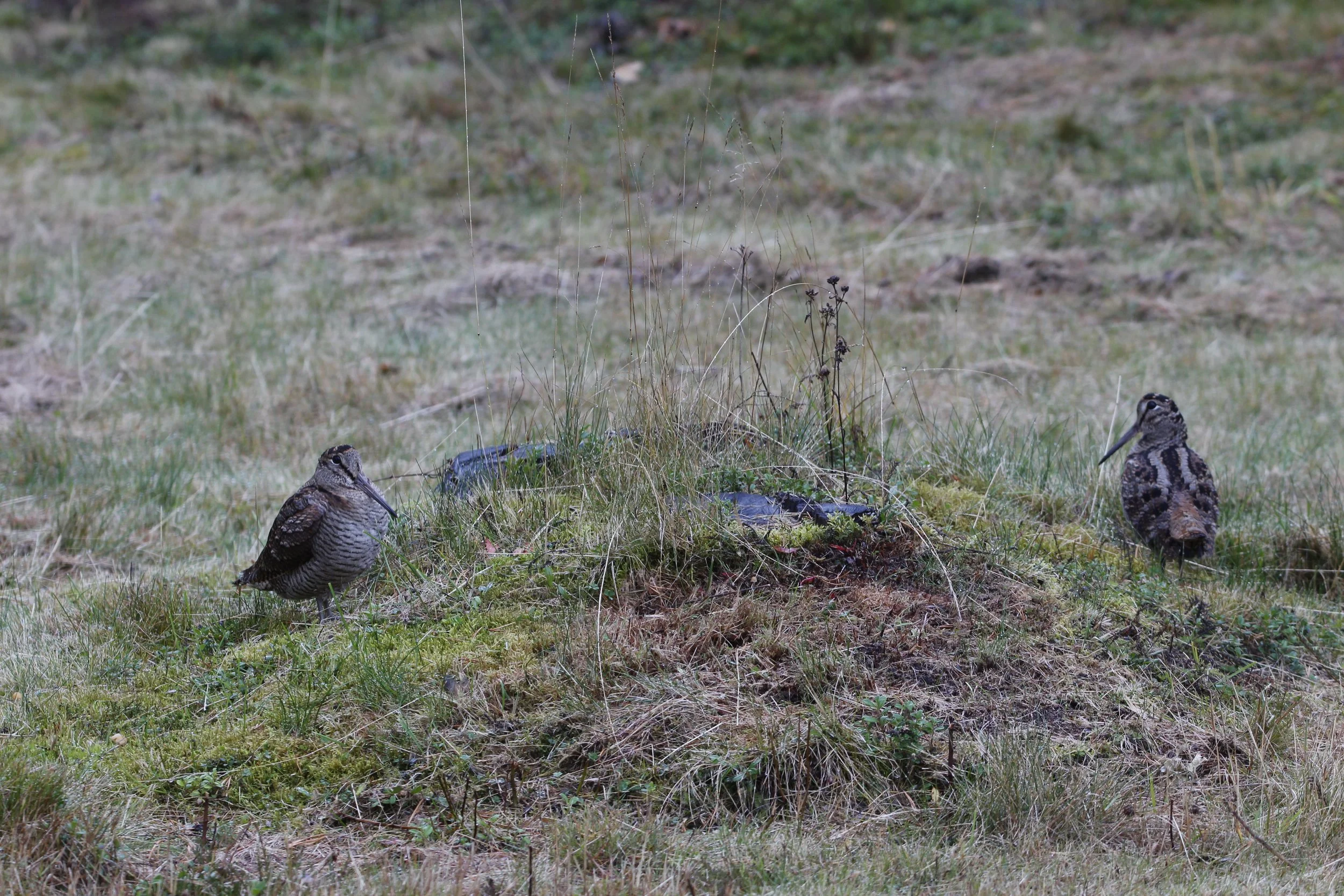 VELKOMMEN TIL OS FJELLSTYRE