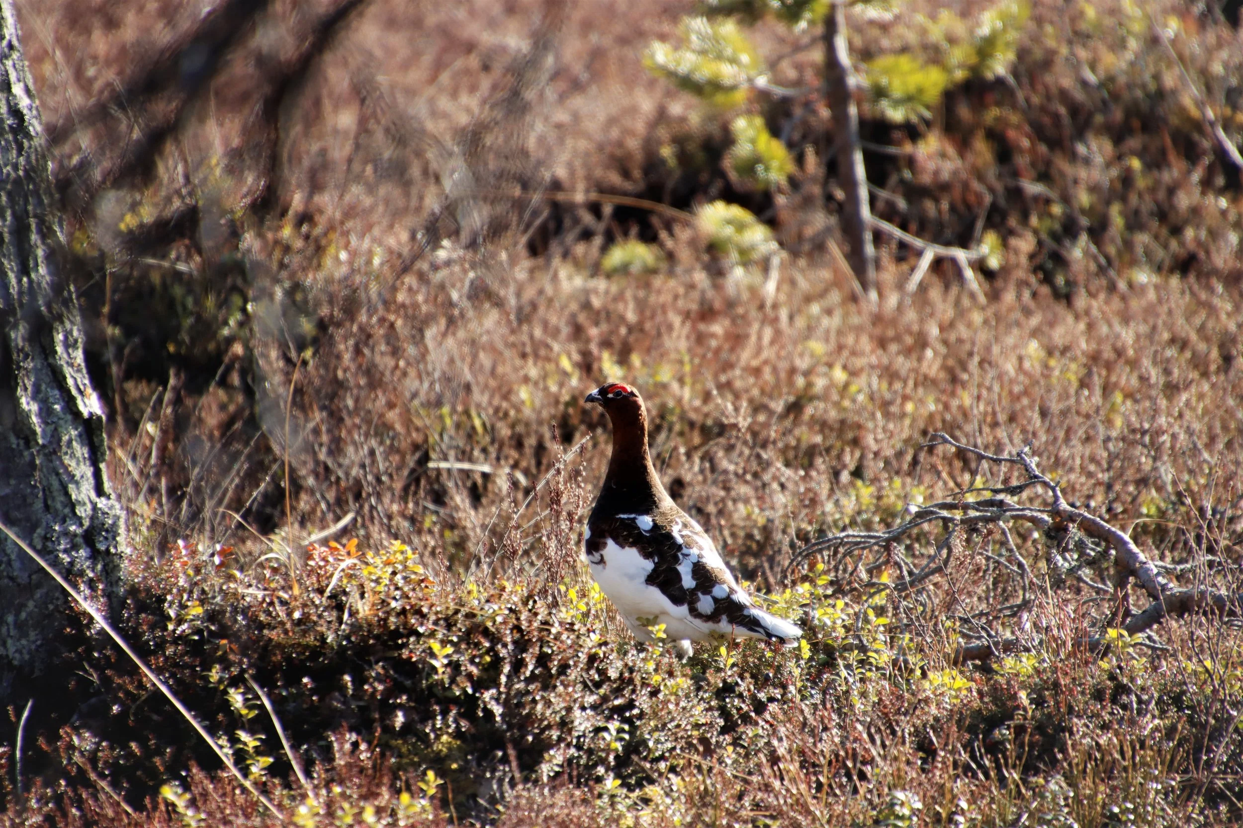 VELKOMMEN TIL OS FJELLSTYRE