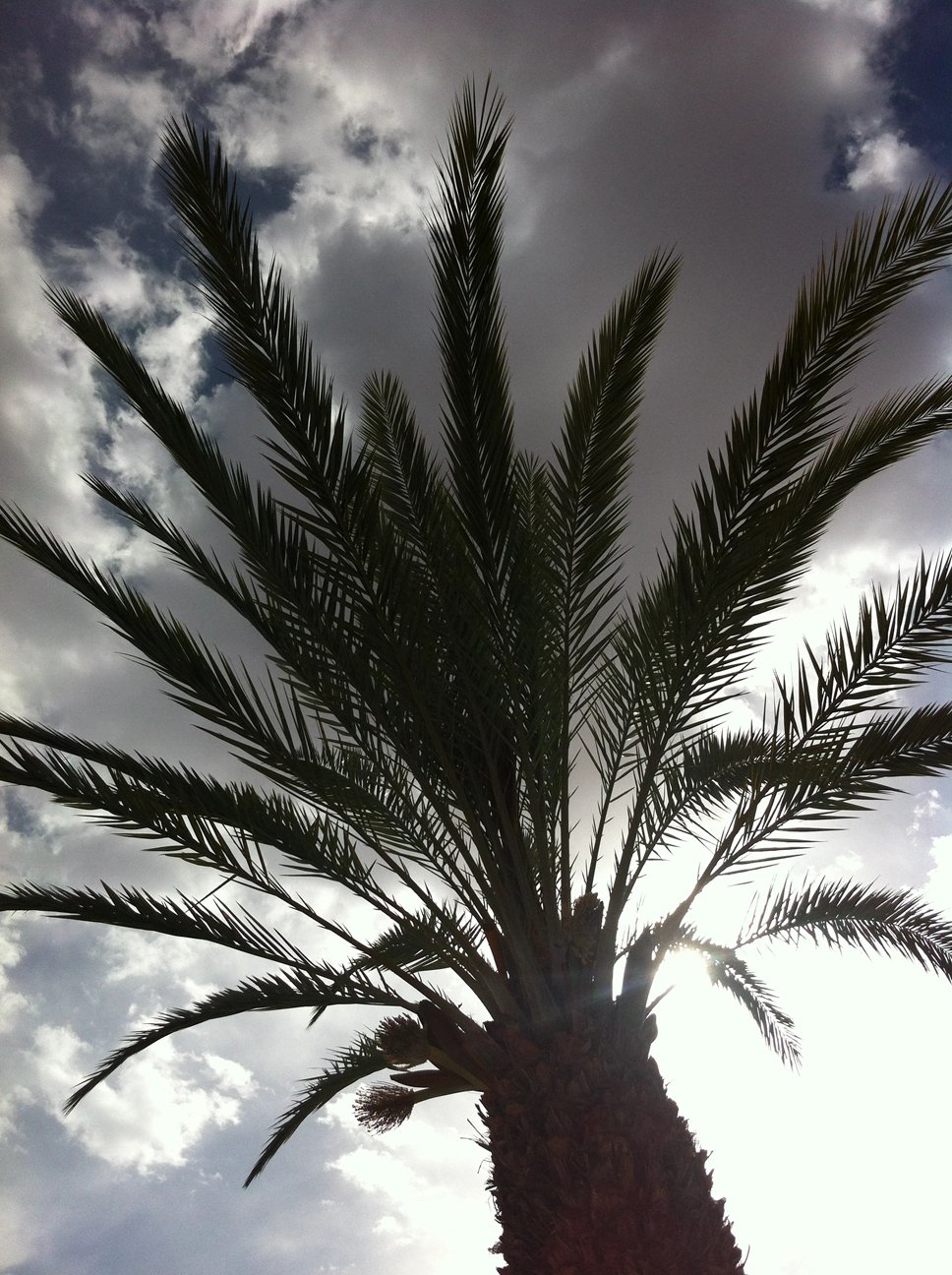 I sat under this palm tree ALL DAY at the hotel in Ouarzazate where the English competitors stayed to decompress for a couple of nights. Two things stick out that day. Firstly, only people without open wounds on their feet were allowed in the pool an
