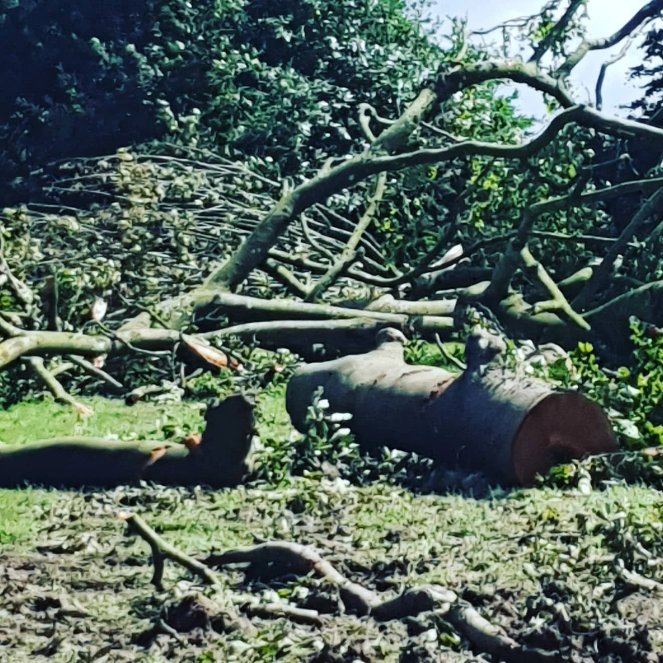 The Mindful Farmers Daily Diary Day 159