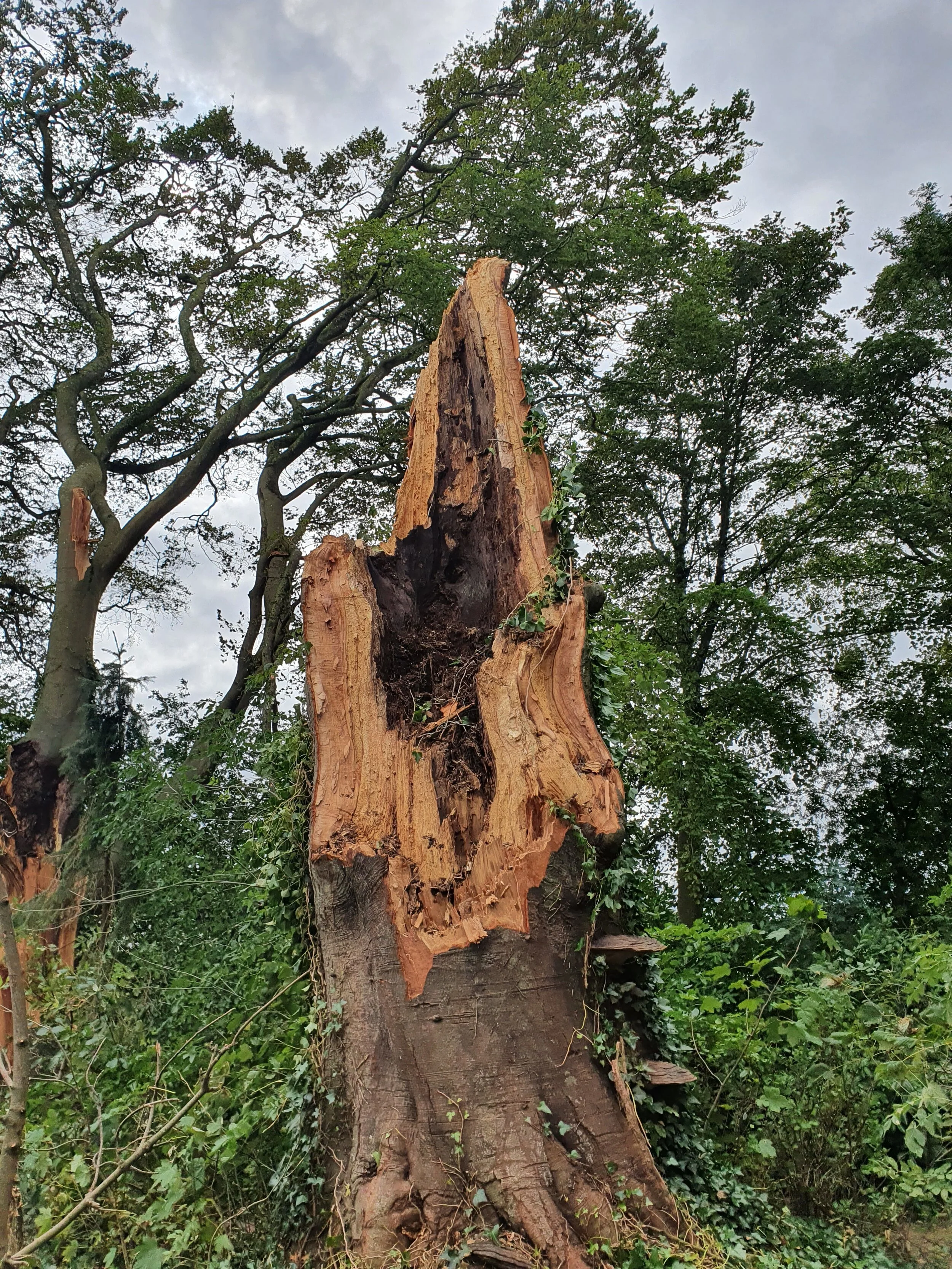   The Mindful Farmers Daily Diary Day 164</strong>  