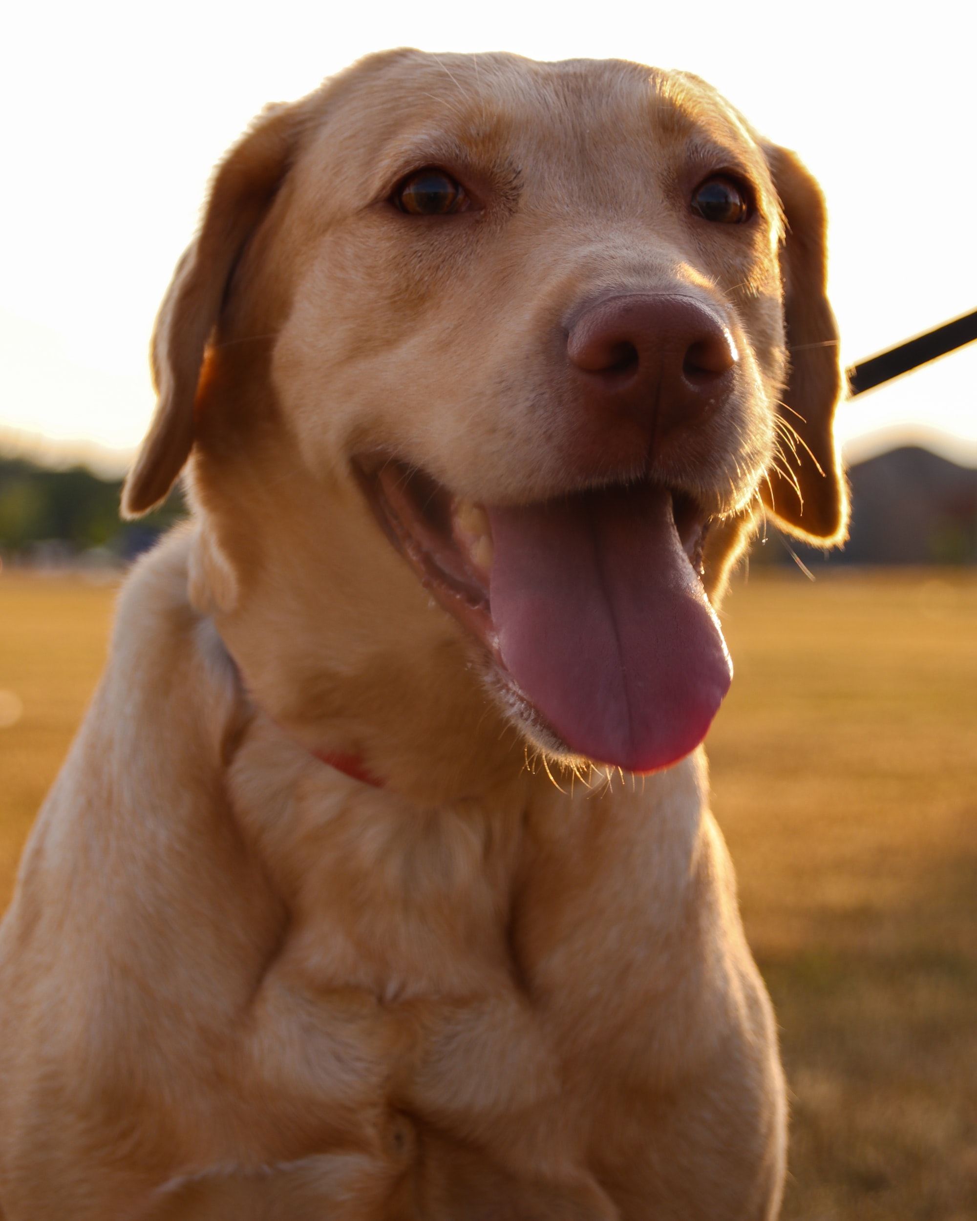 The Mindful Farmers Daily Diary Day 243