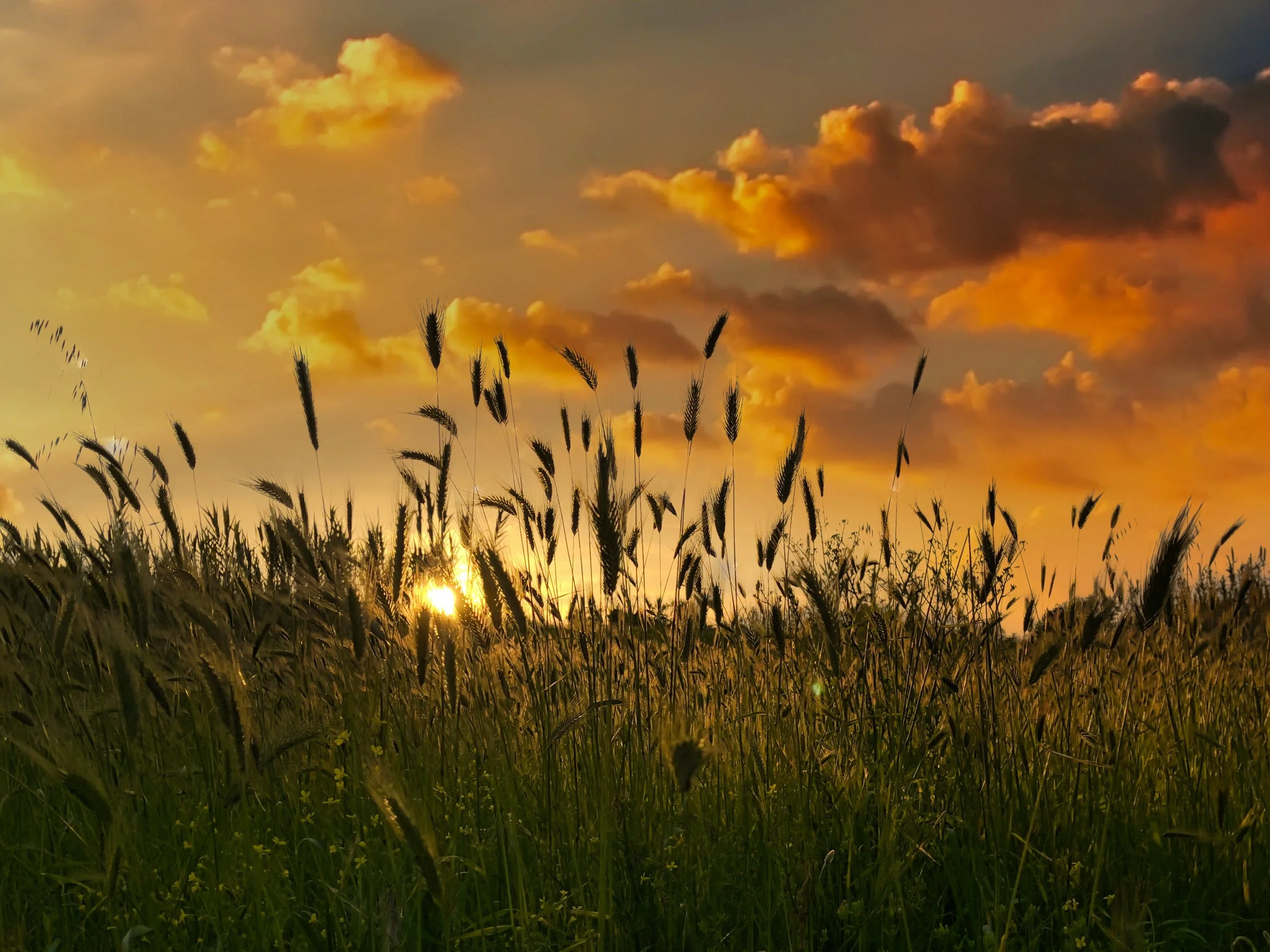 The Mindful Farmers Daily Diary Day 661