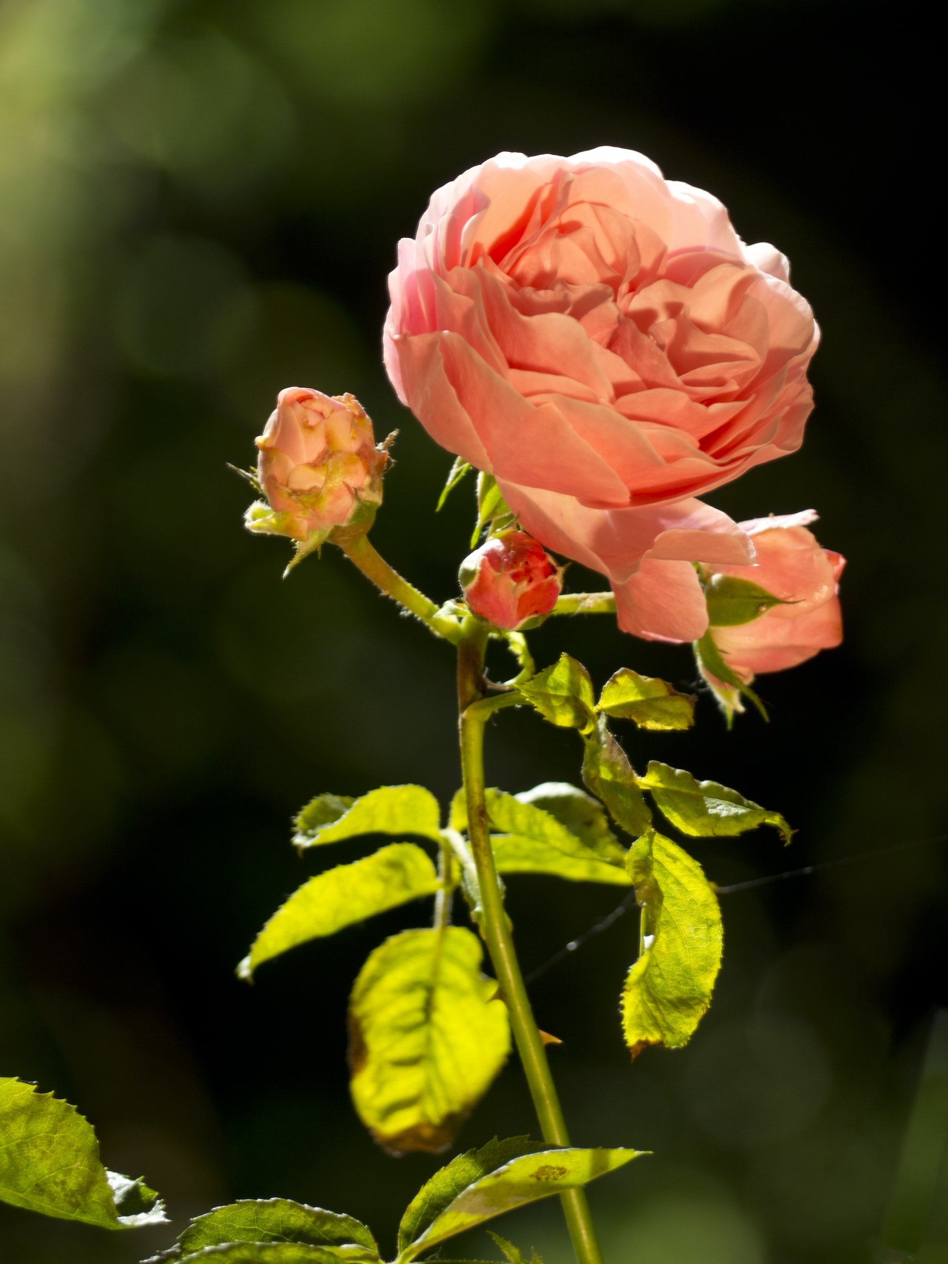 The Mindful Farmers Daily Diary Day 921