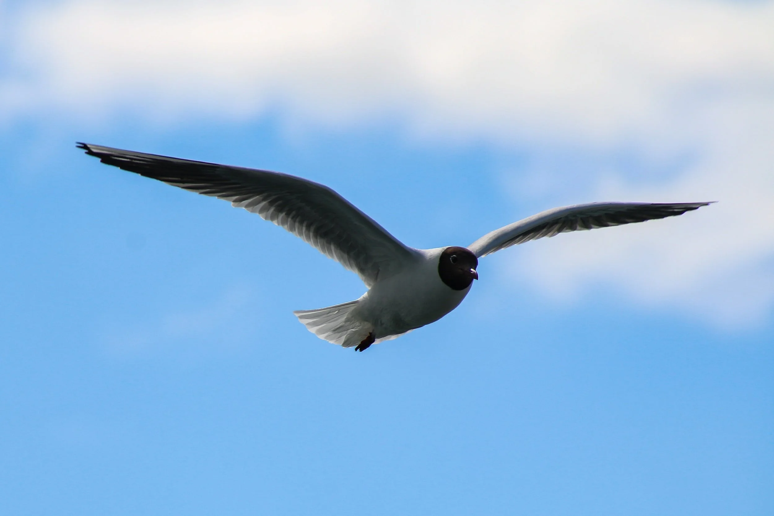 The Mindful Farmers Daily Diary Day 986