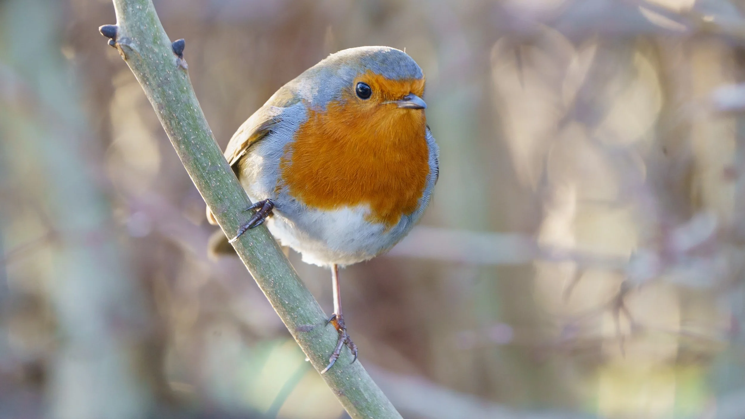 The Mindful Farmers Daily Diary Day 1035