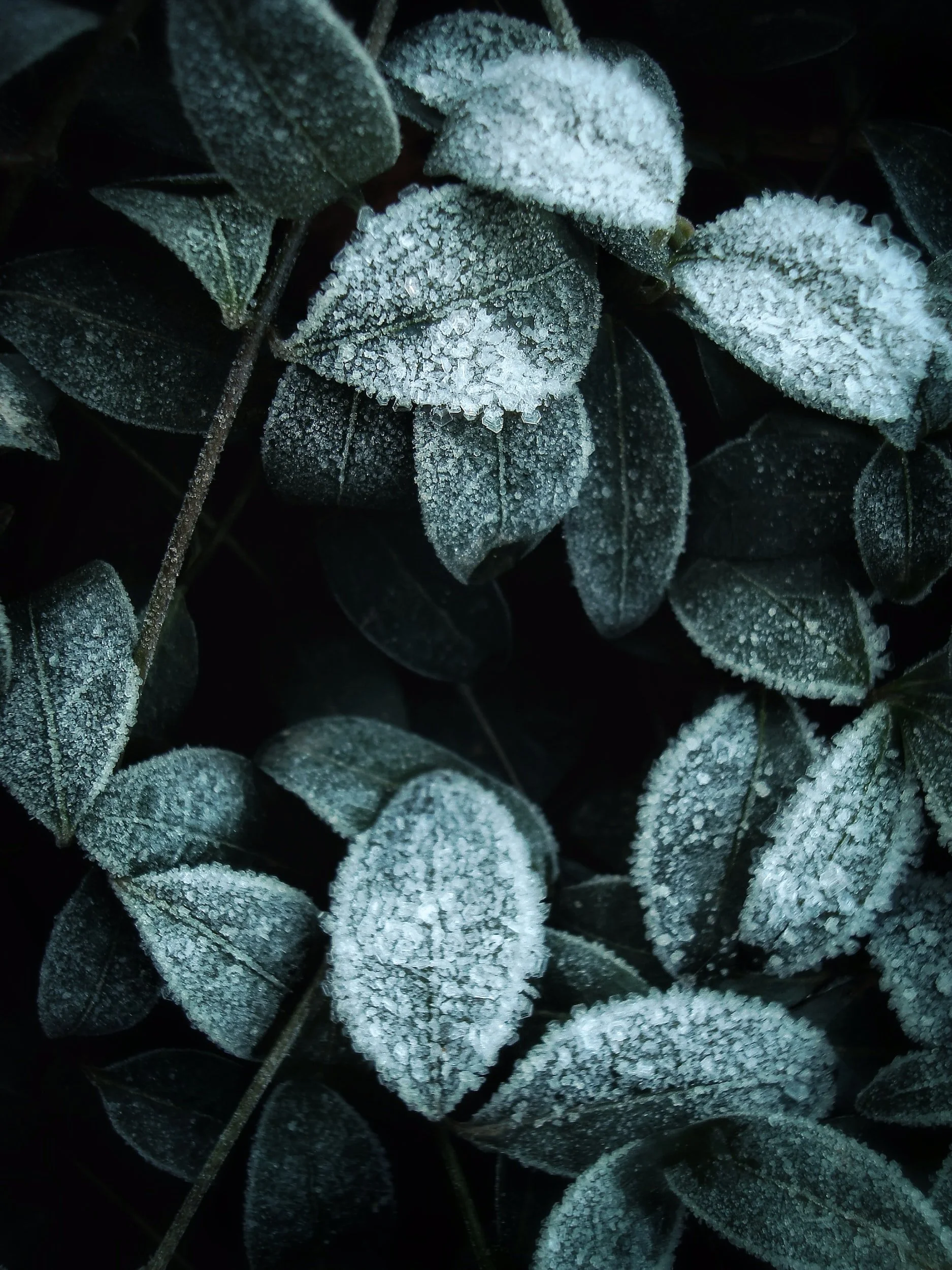 The Mindful Farmers Daily Diary Day 1040