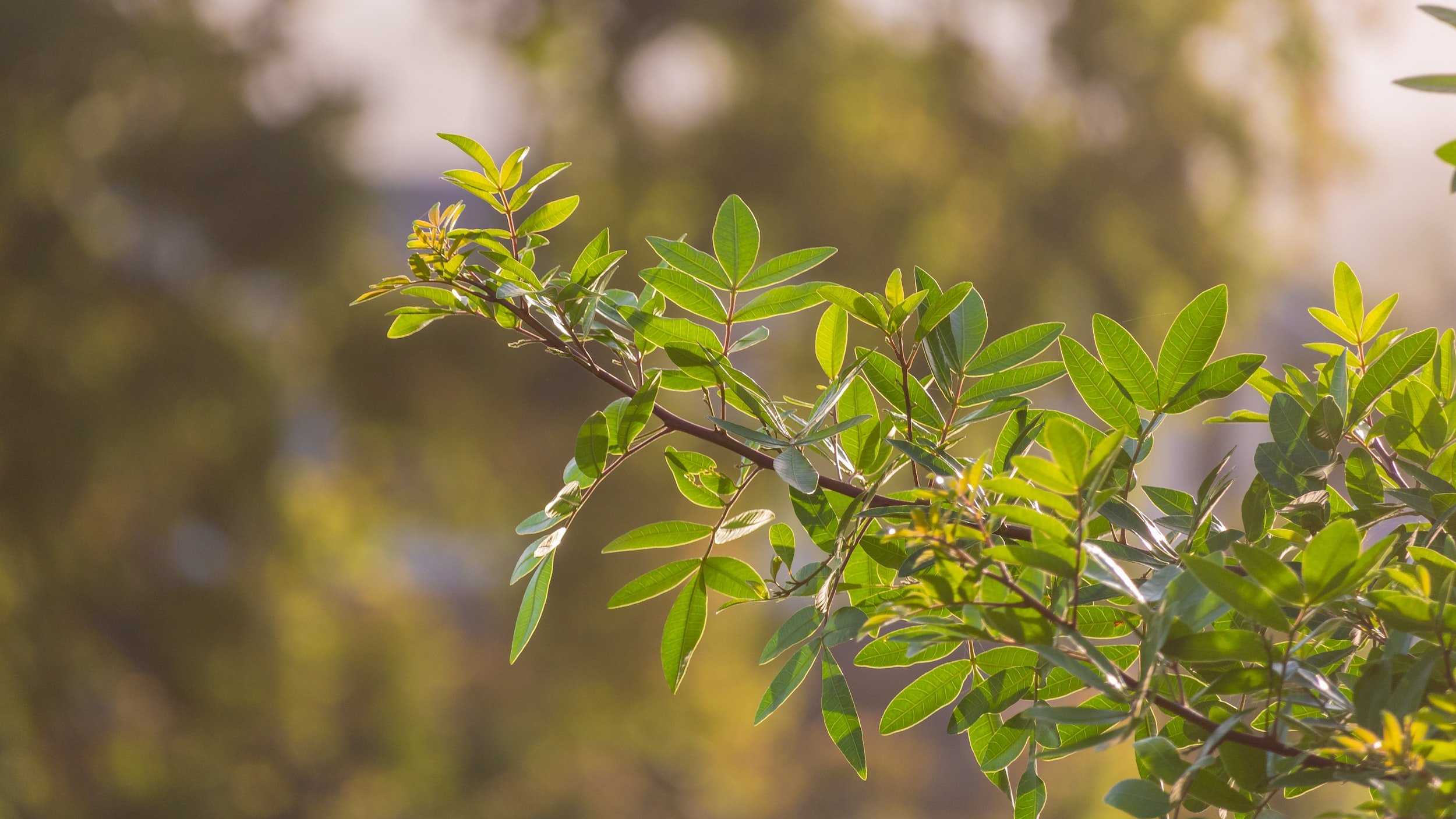 The Mindful Farmers Daily Diary Day 1084