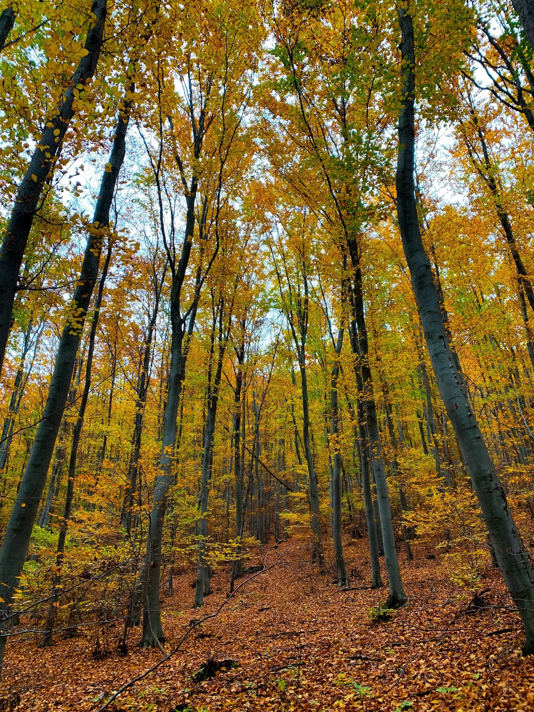 The Mindful Farmers Daily Diary Day 1319