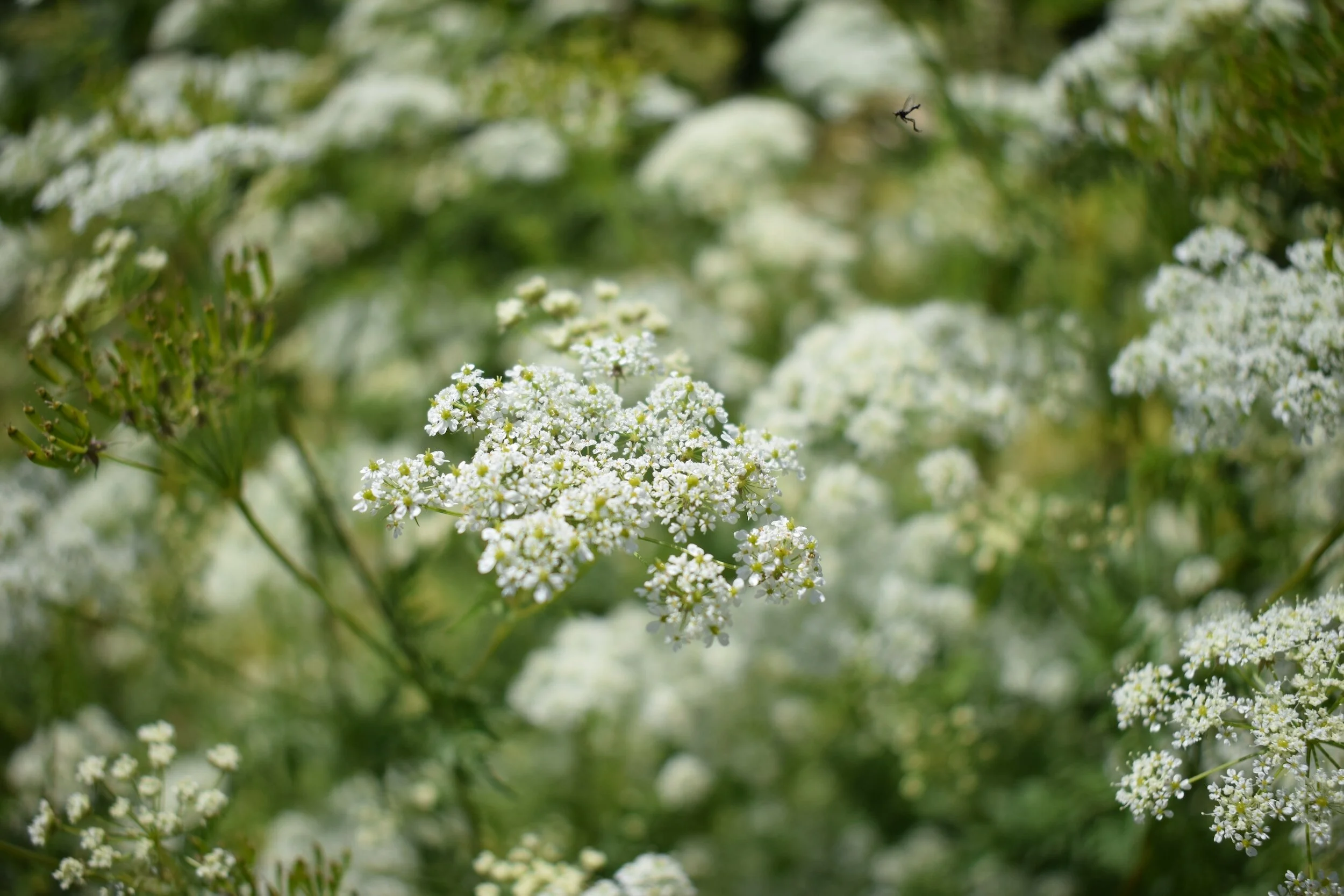 The Mindful Farmers Daily Diary Day 1335