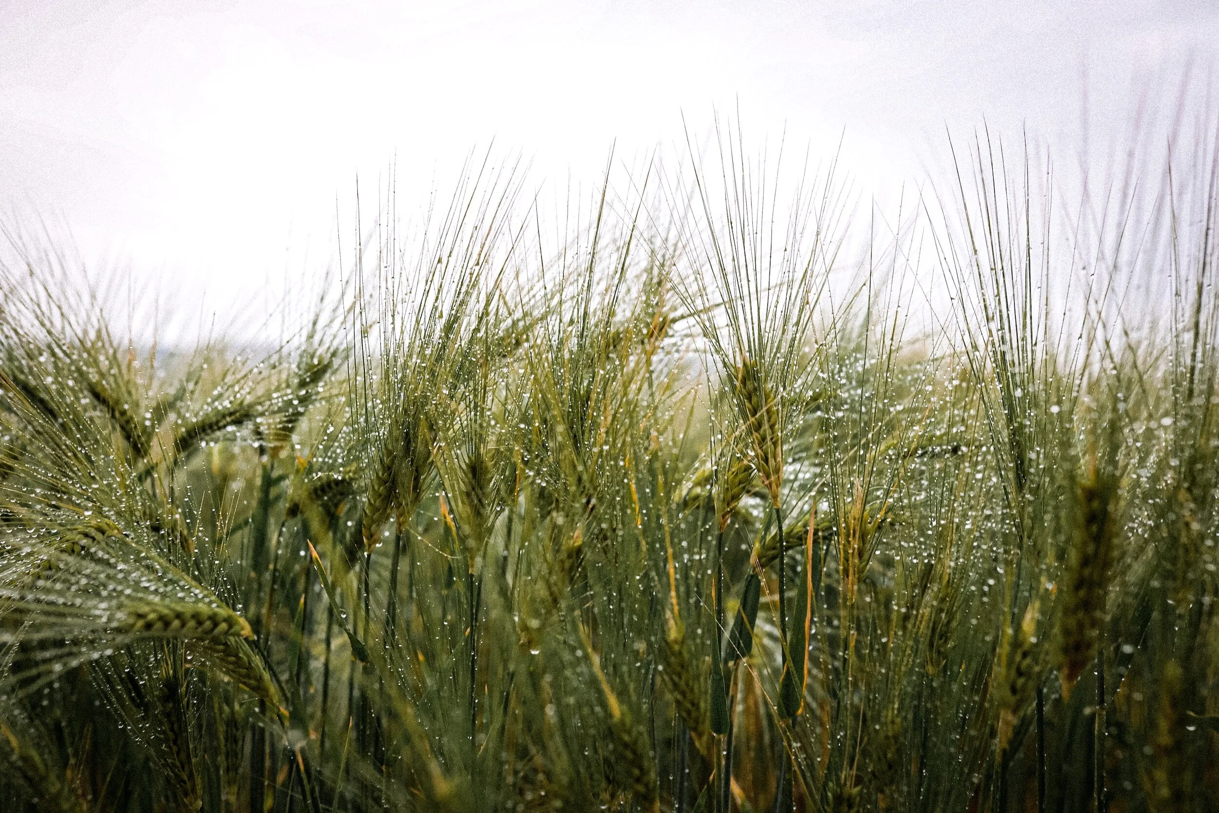 The Mindful Farmers Daily Diary Day 1343