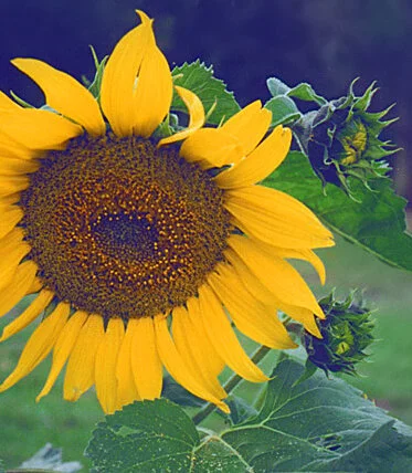 sunflower 4.jpg