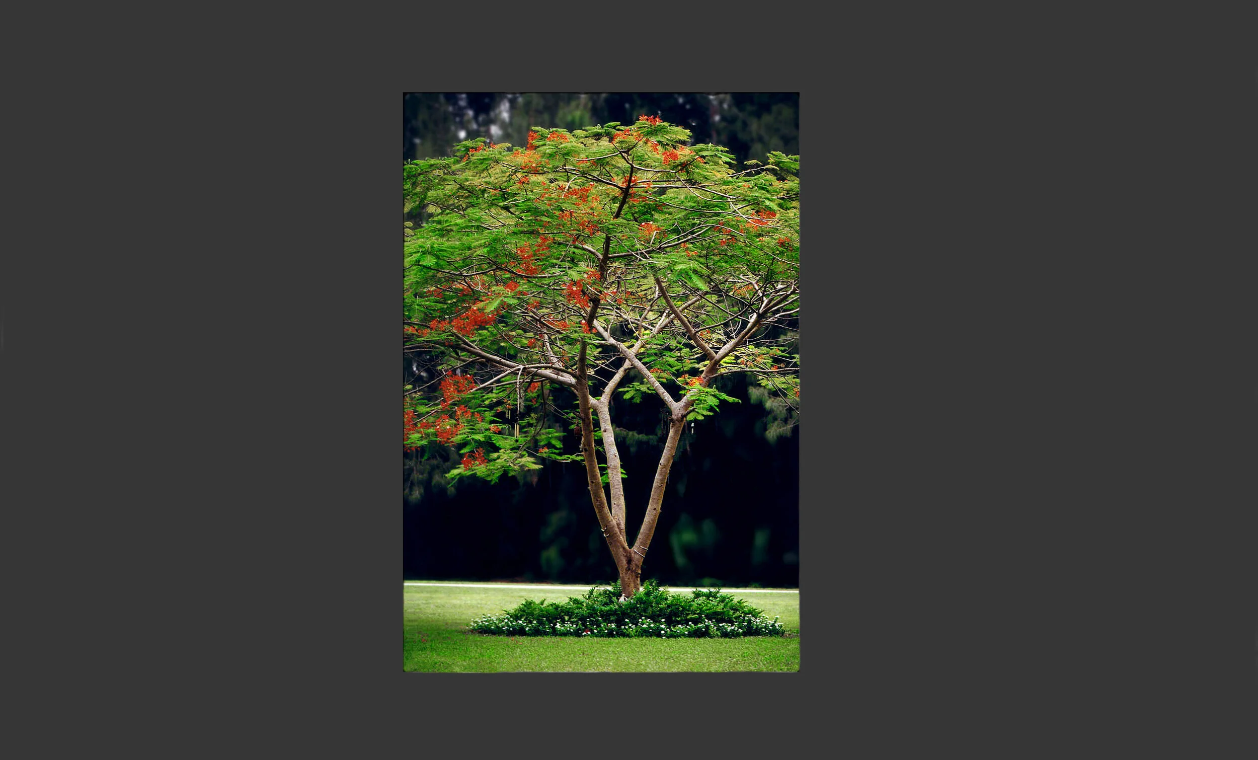 Krissy-Tree-WEB 2.jpg