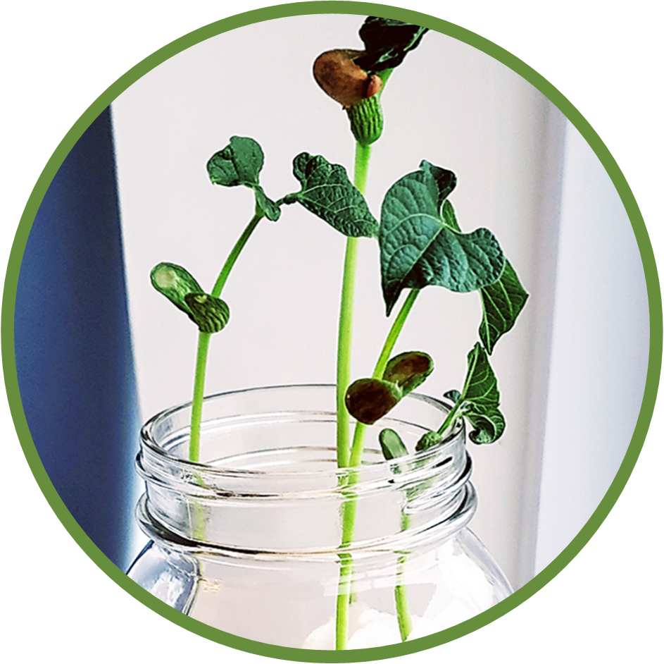 SRC: Grow your own Beanstalk