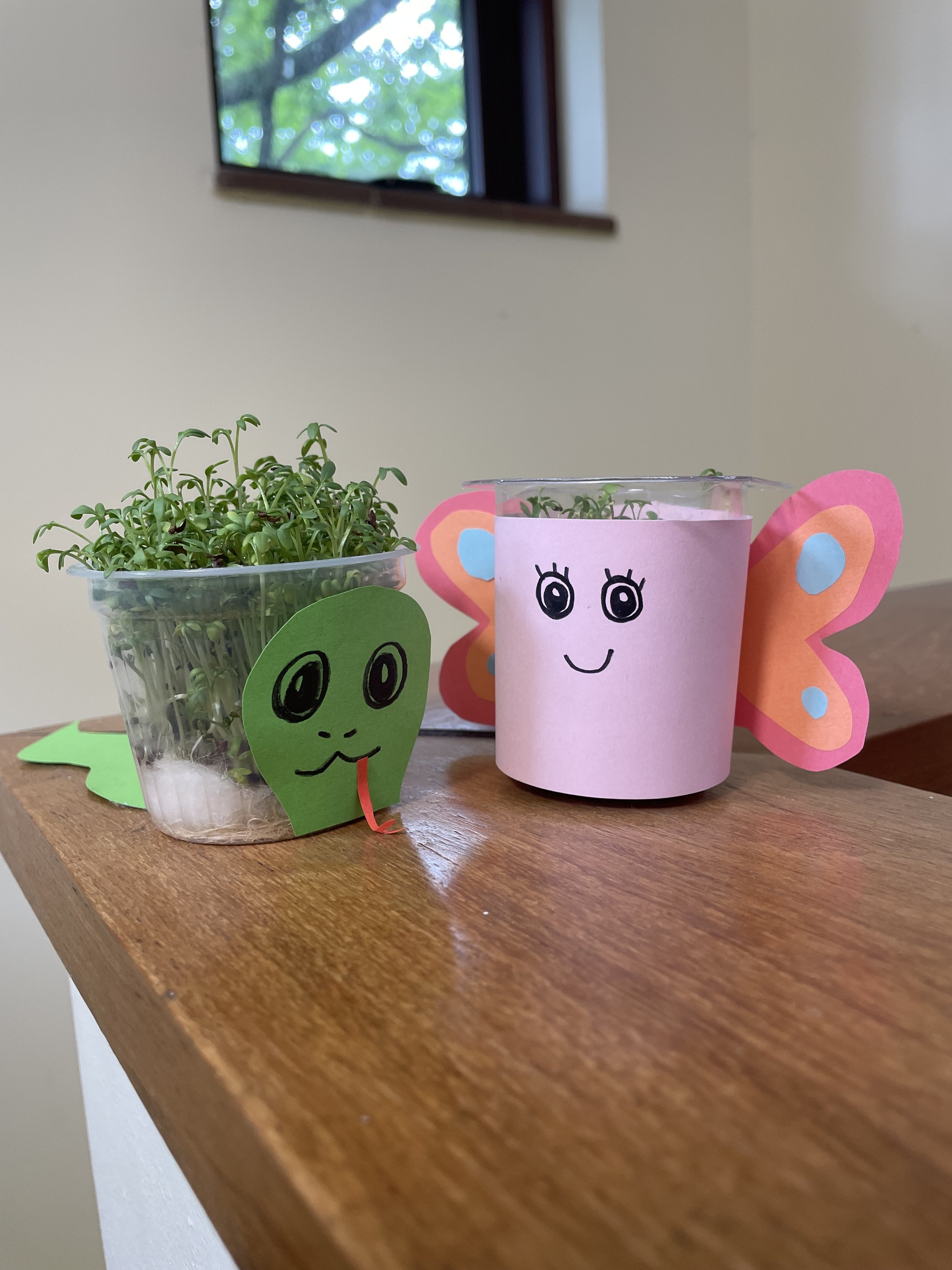 SRC: Grow Your Own Cress Workshop