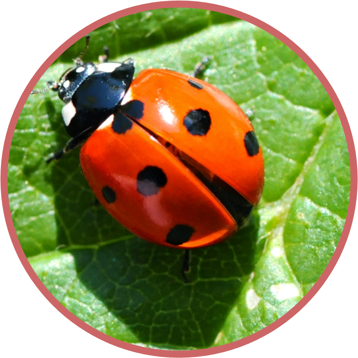 SRC: Make a Ladybird Bookmark @ Sawston Library