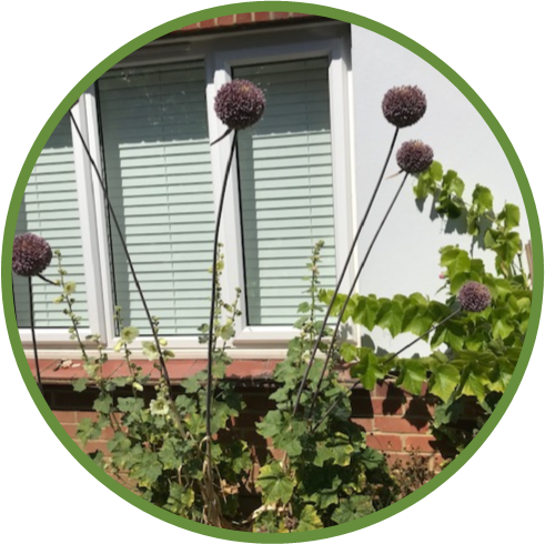 Plant a seed at Sawston Library