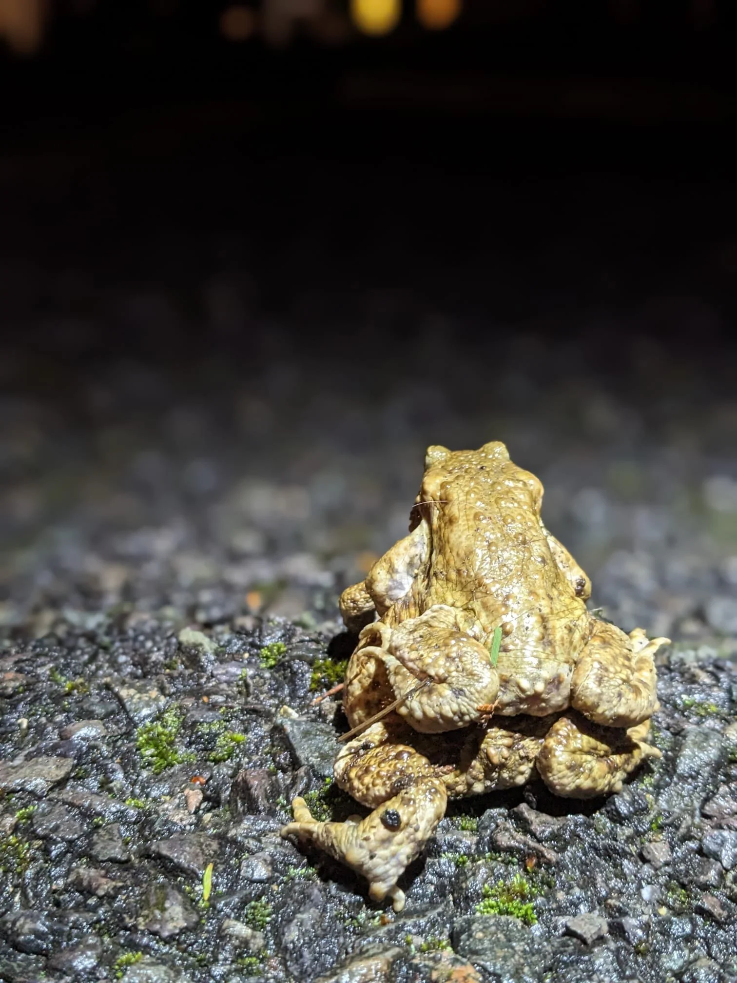 Amphibian-themed Craft Activity and Toad Patrol Information