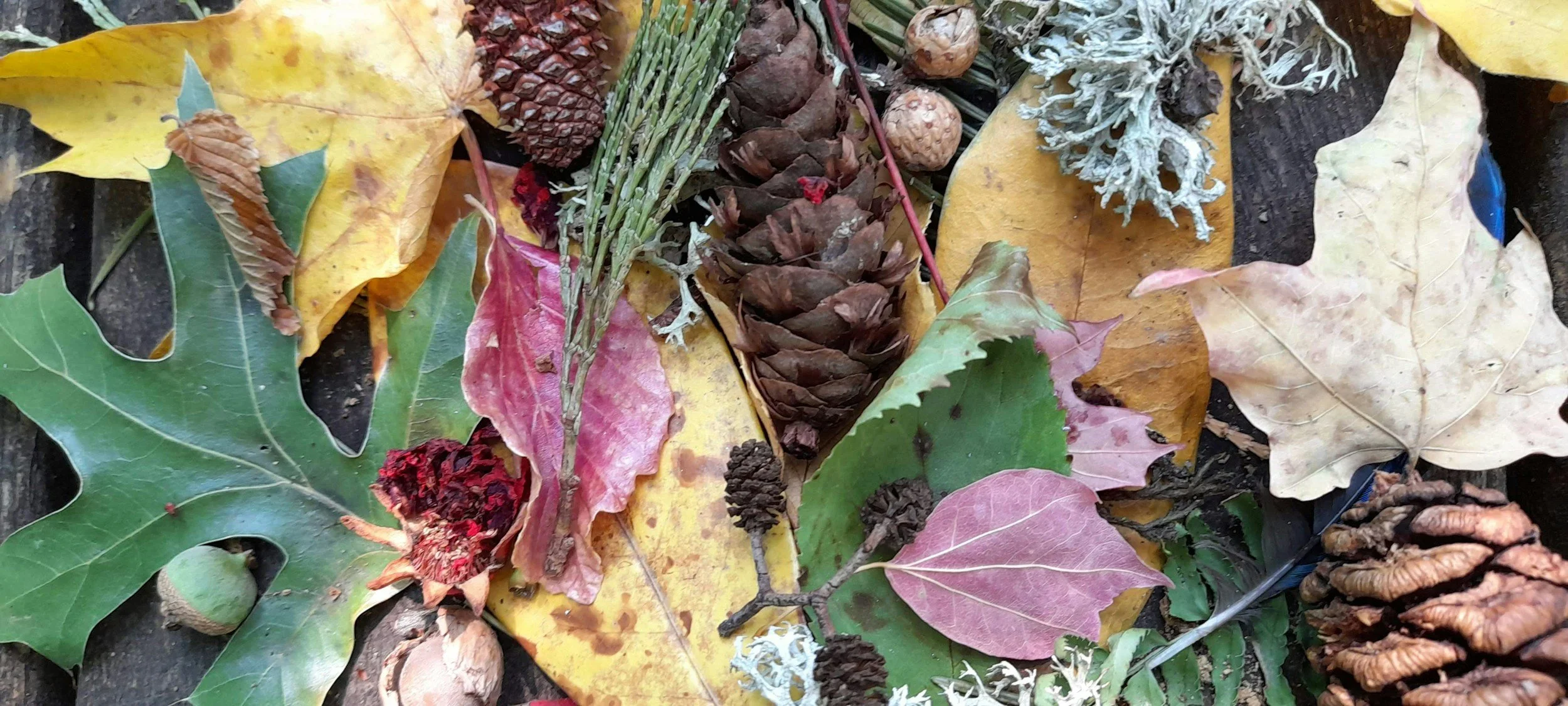 Natural Art at Wisbech Library