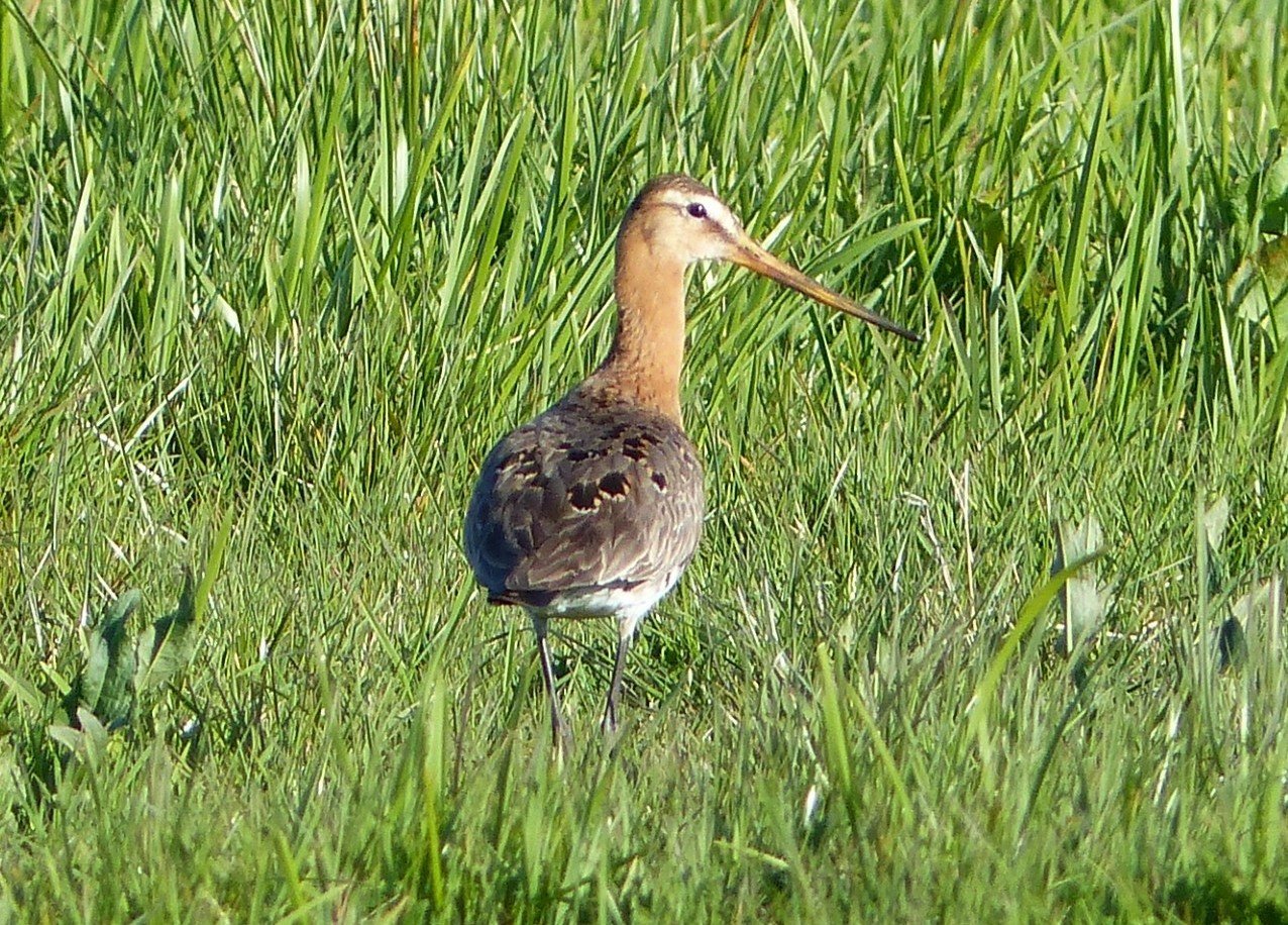 Engage: The Birds and Management of the Nene Washes