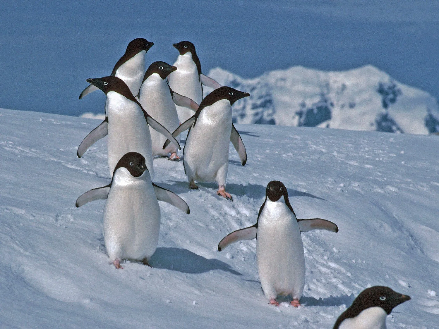 Antarctic Adventure: Tales from a polar scientist