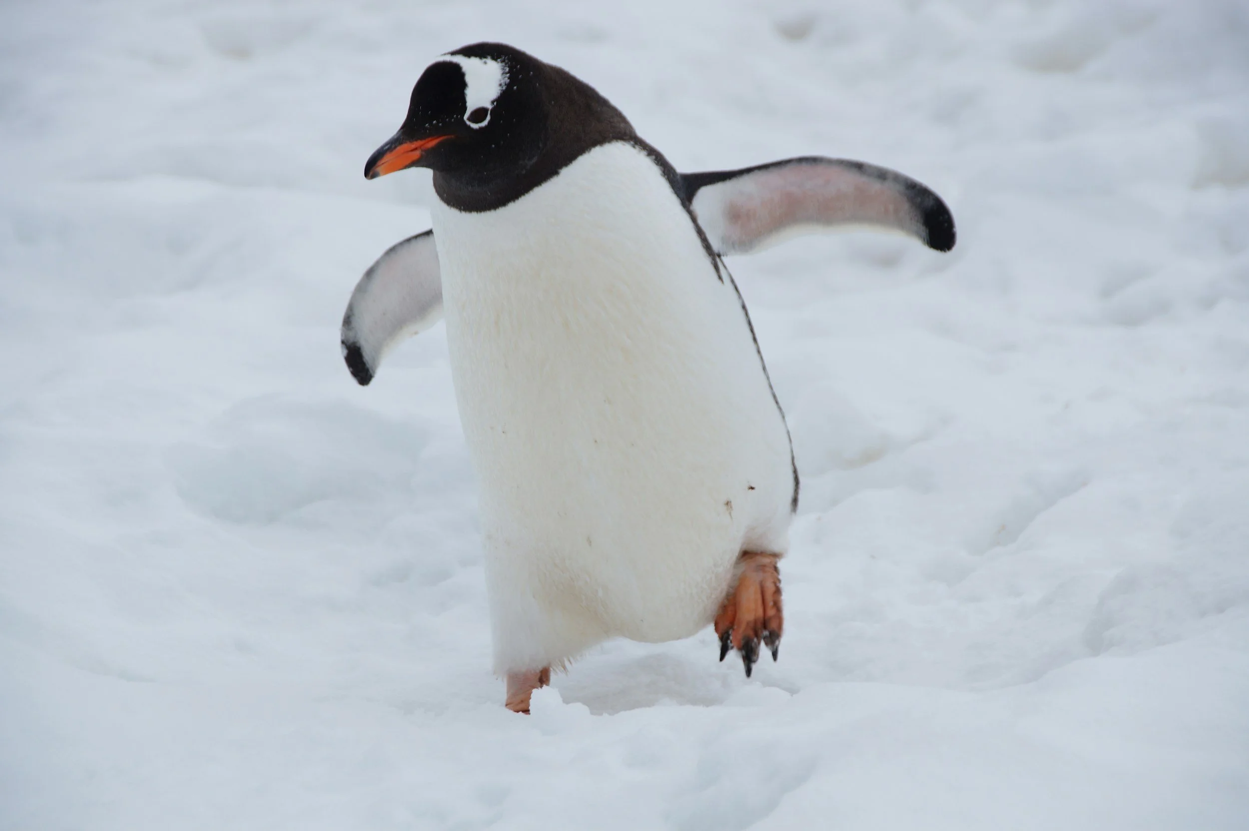 Penguin Adventure! At Wisbech Library