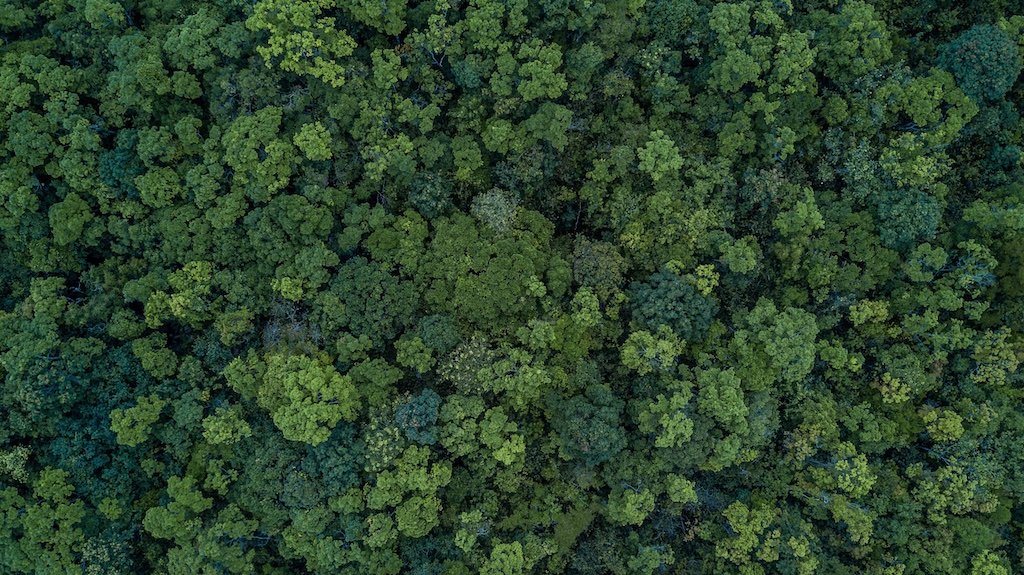 How forests help to fight climate change