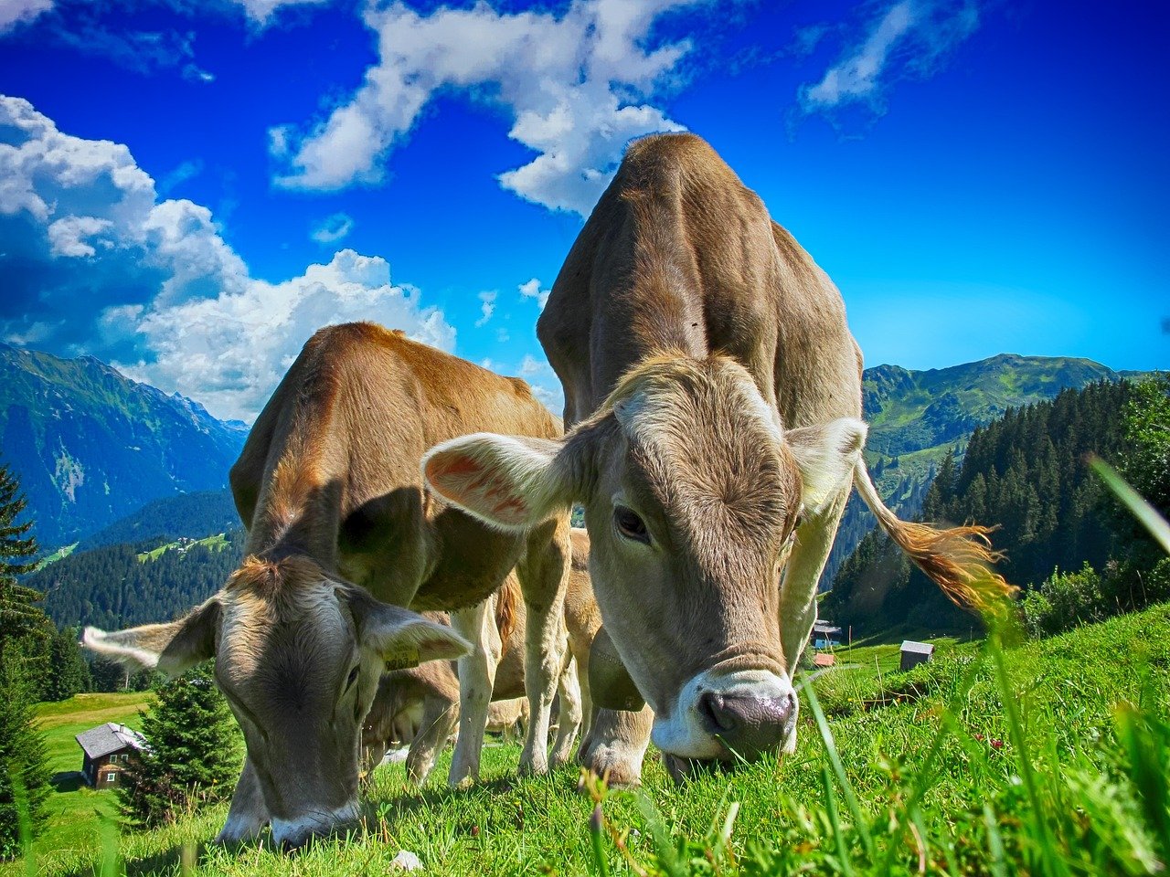 Should we be blaming cows for climate change?