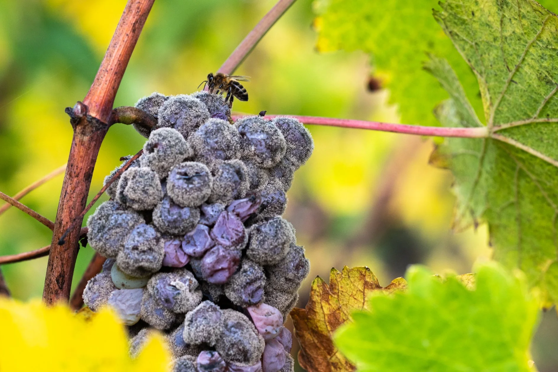 Noble Rot (credit photo Jean-Yves Bardin).jpg
