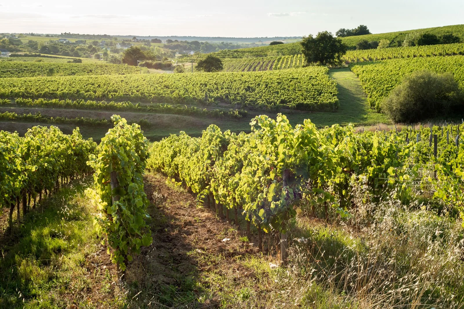 Le Veau et horizon (crédit Estelle Offroy).jpg