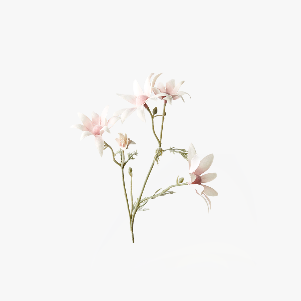 Flannel Flower - Pink