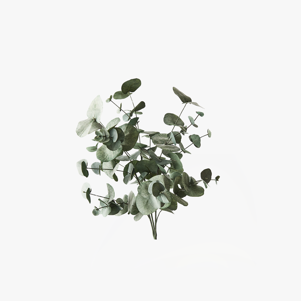 Eucalyptus Silver Dollar Bush