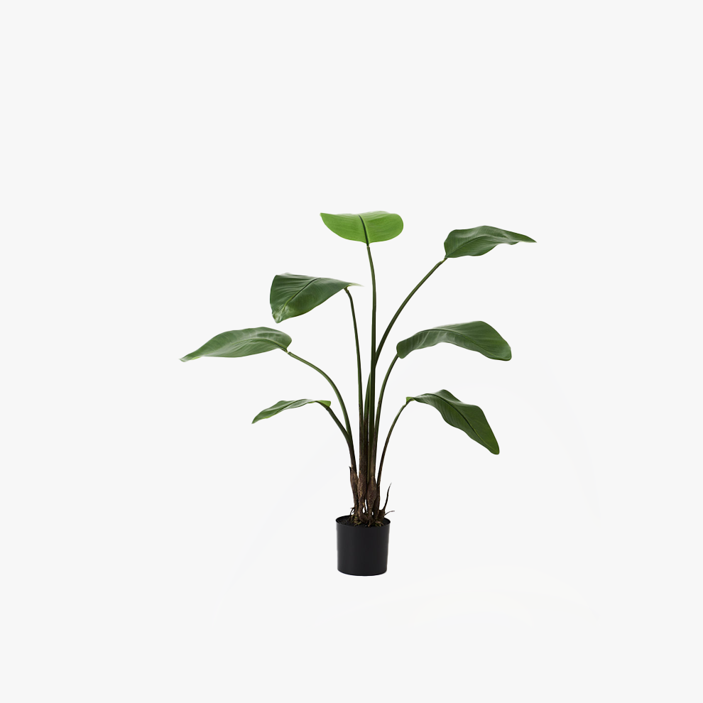 Bird of Paradise Plant