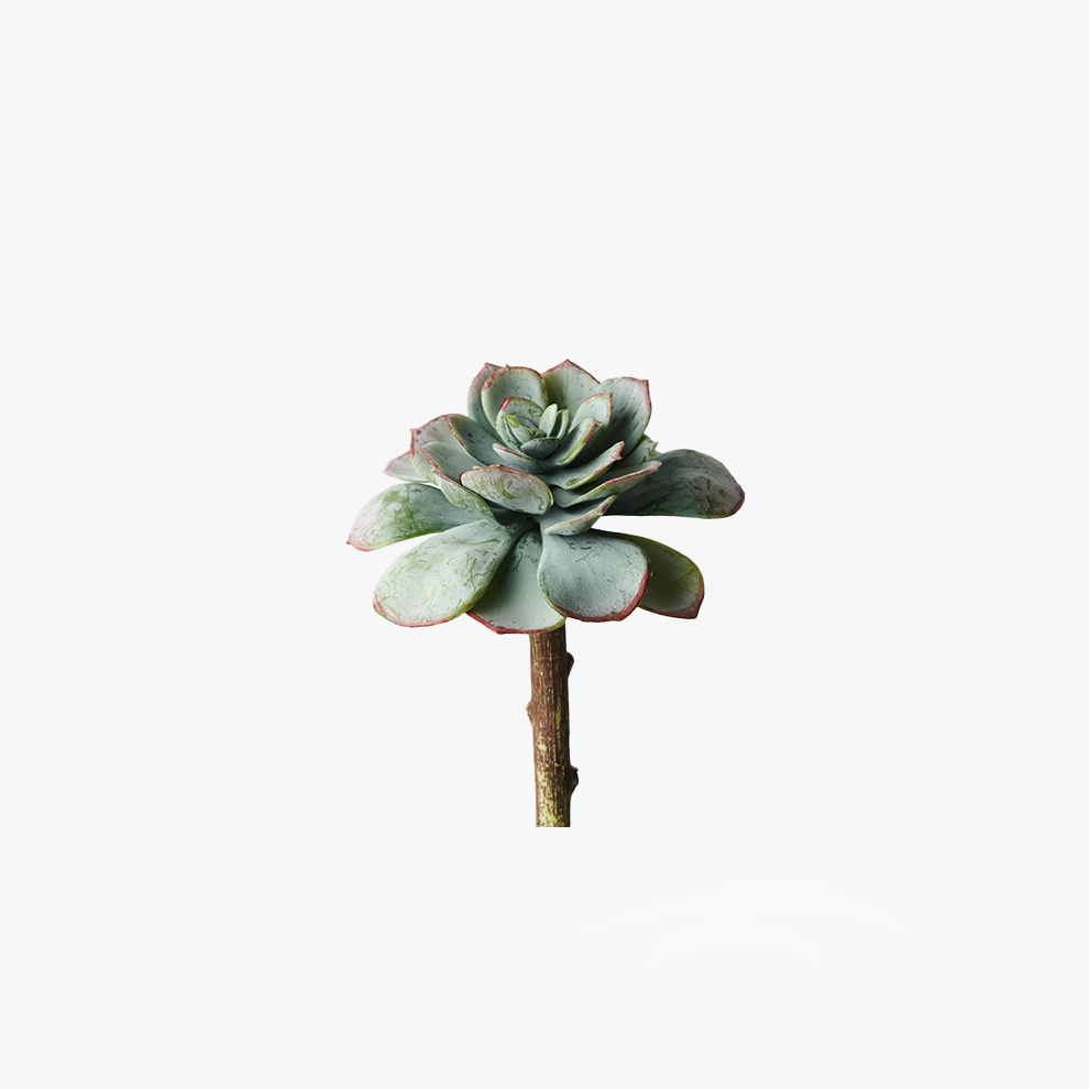 Echeveria Flower - Grey Green