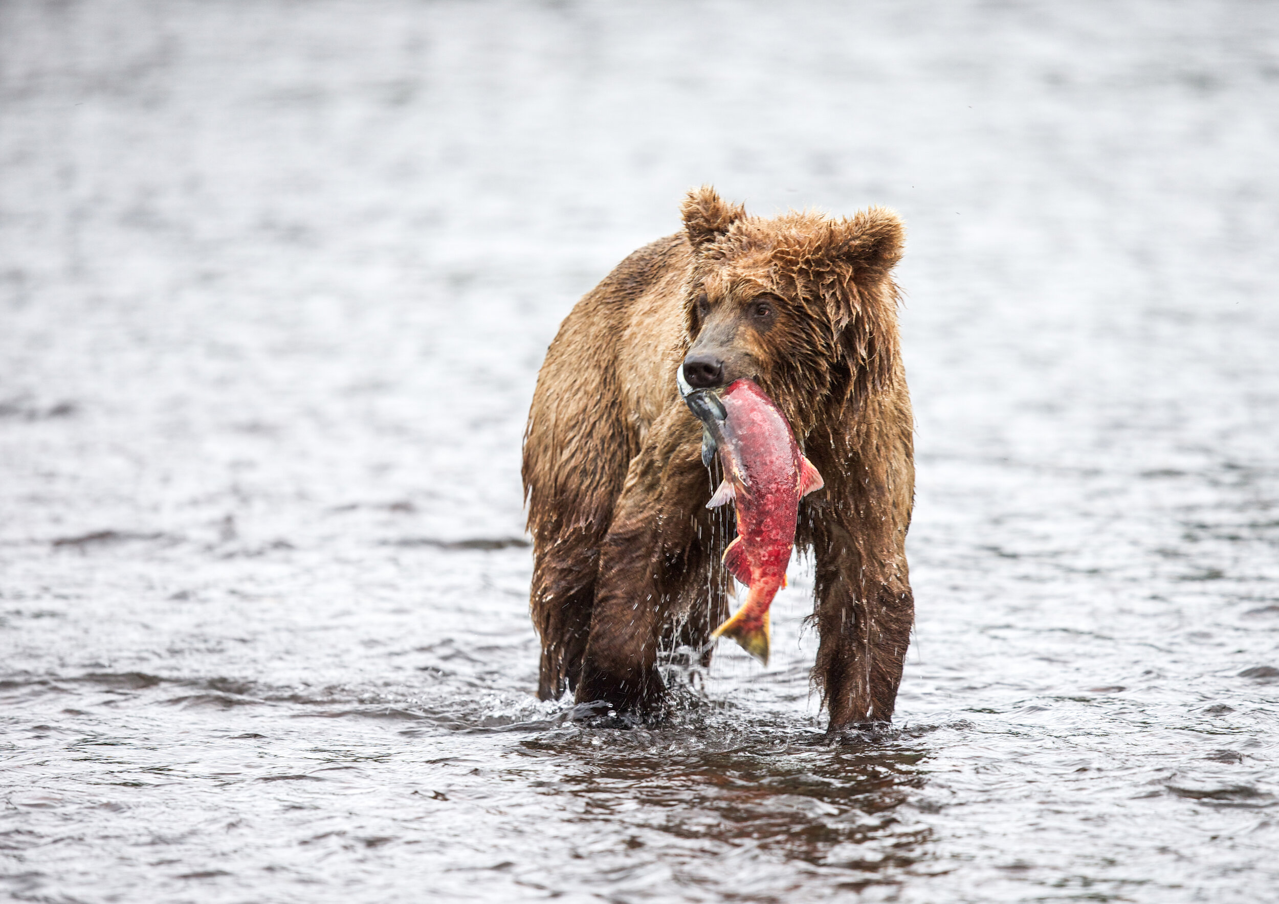 Brown Bear / Kamchatka - Russia