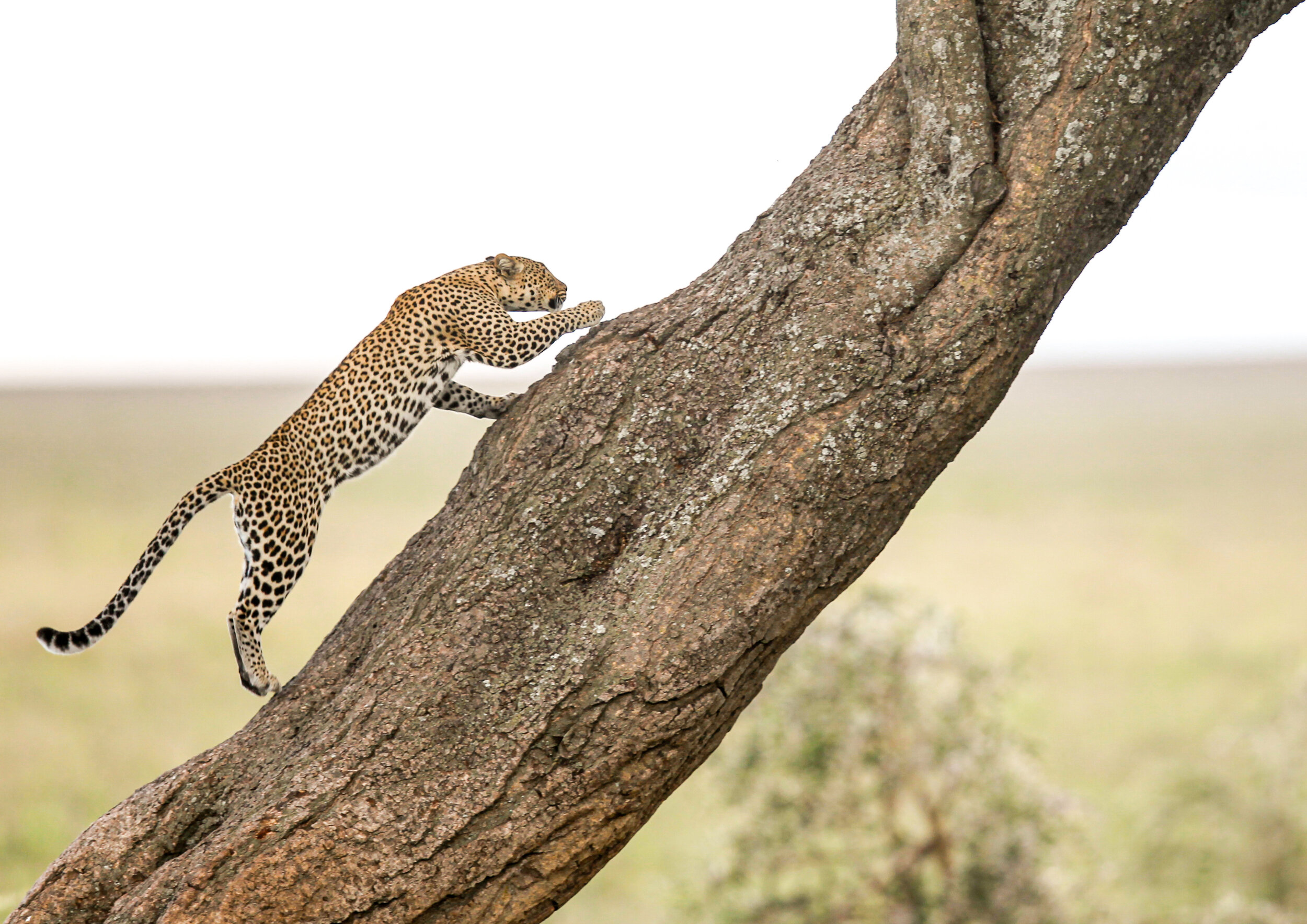 Leopard / Serengeti - Tanzania