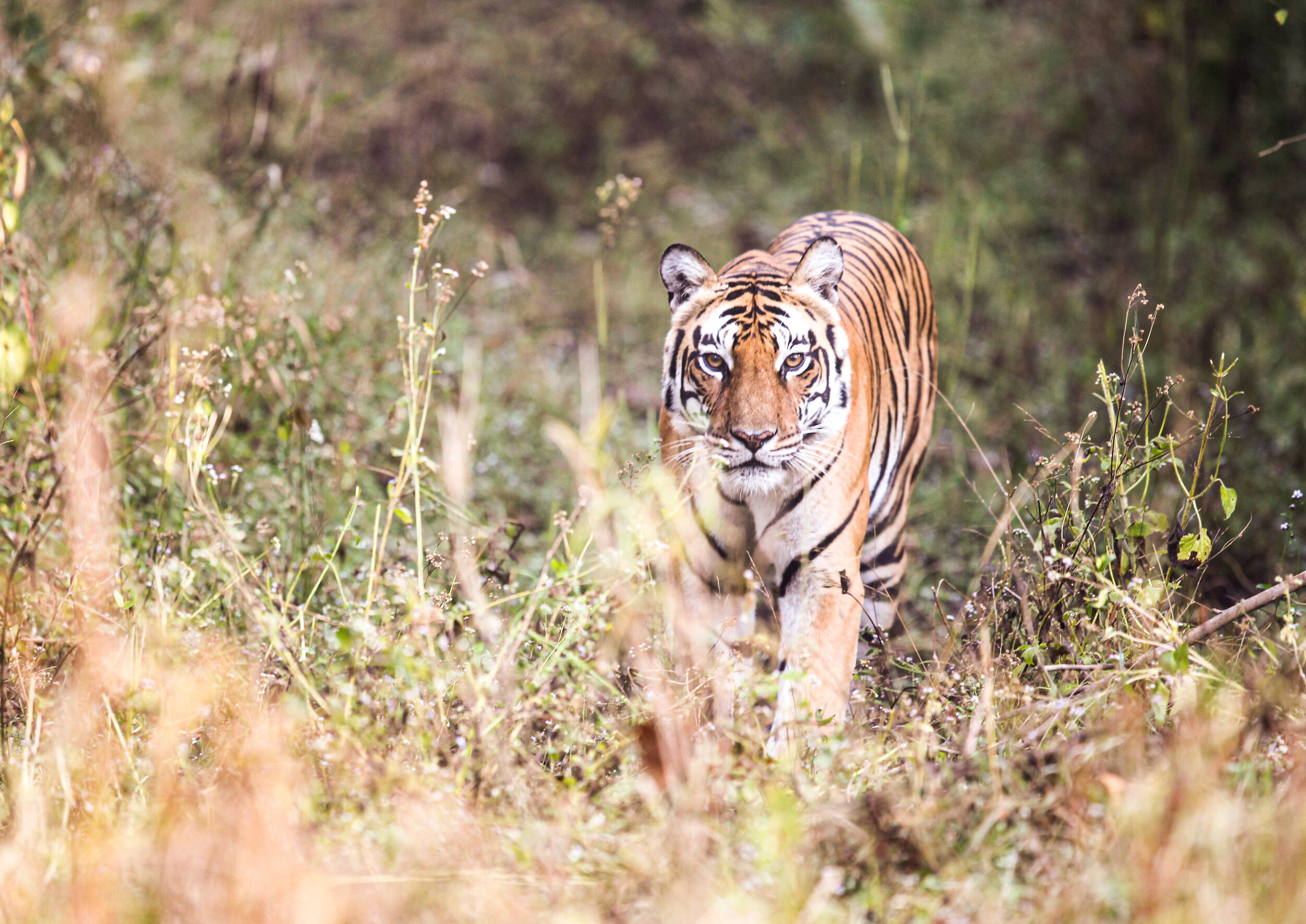 Tiger / Kahna - India