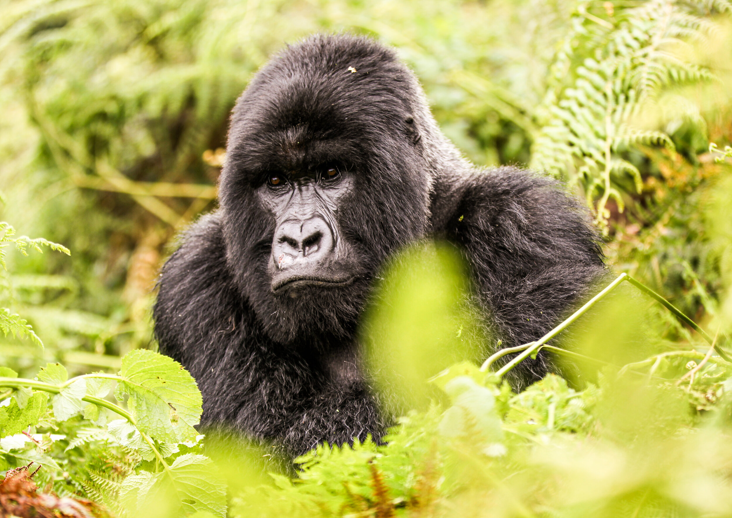 Gorilla / Bwindi - Uganda