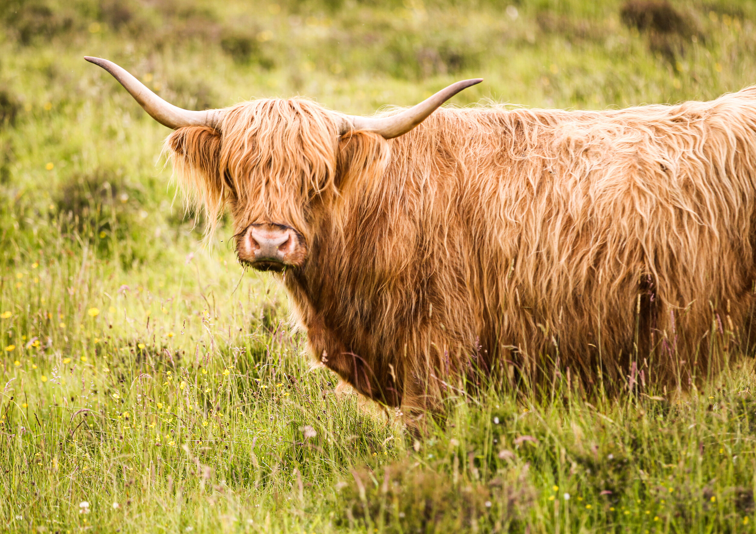 Highland Cattle / Skye - Scotland