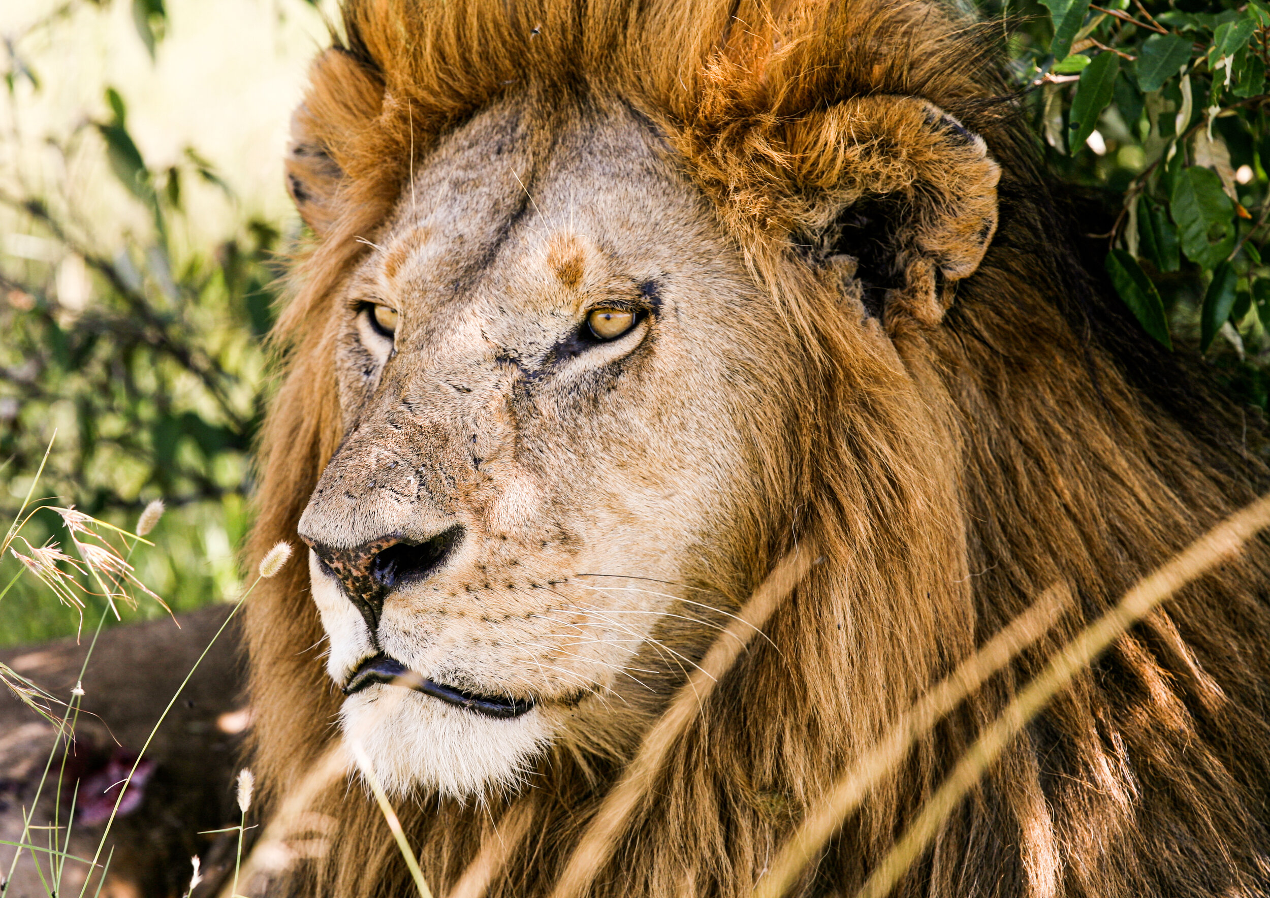 Lion / Mara - Kenya