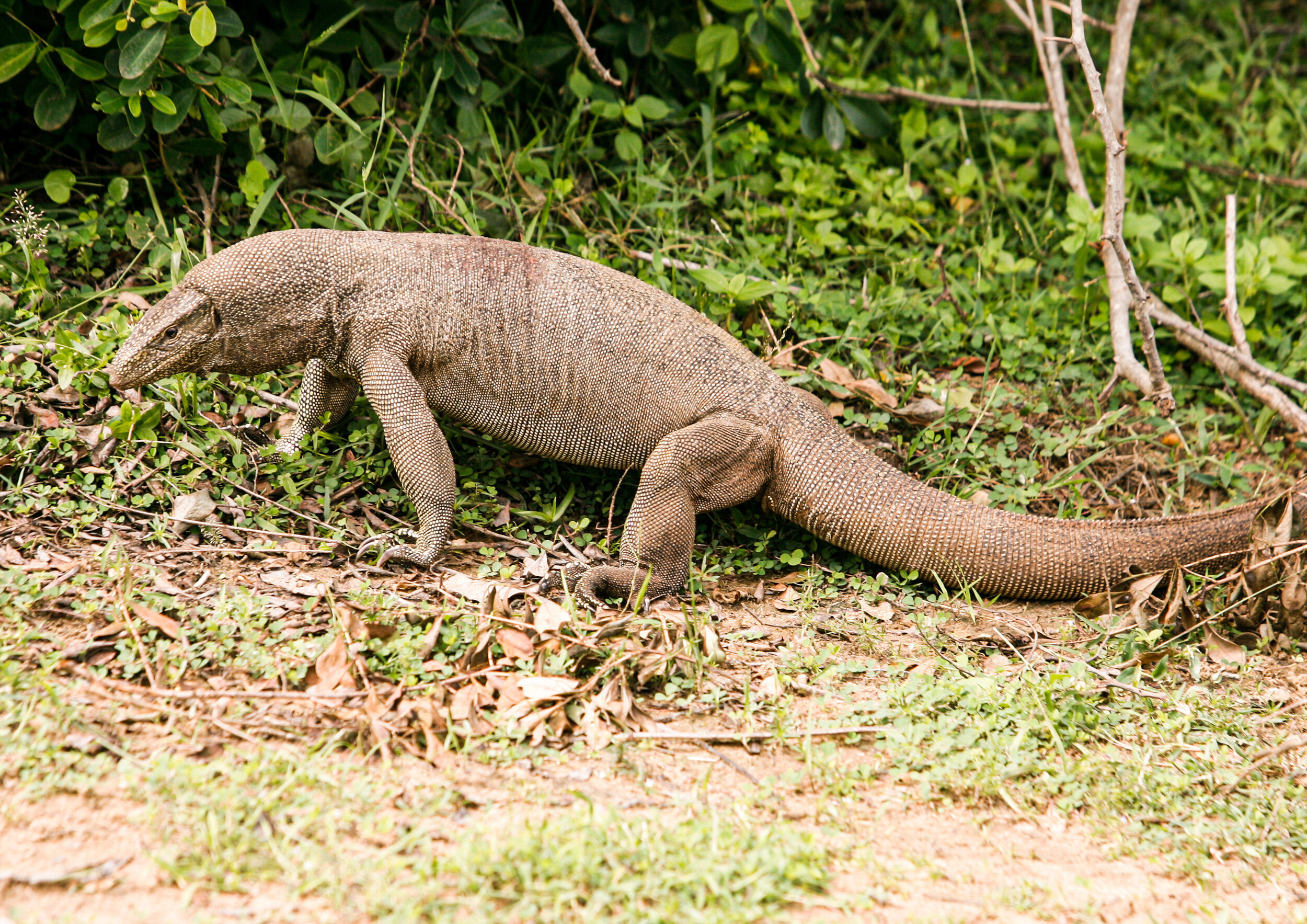 Monitor Lizard / Yala - Sri Lanka