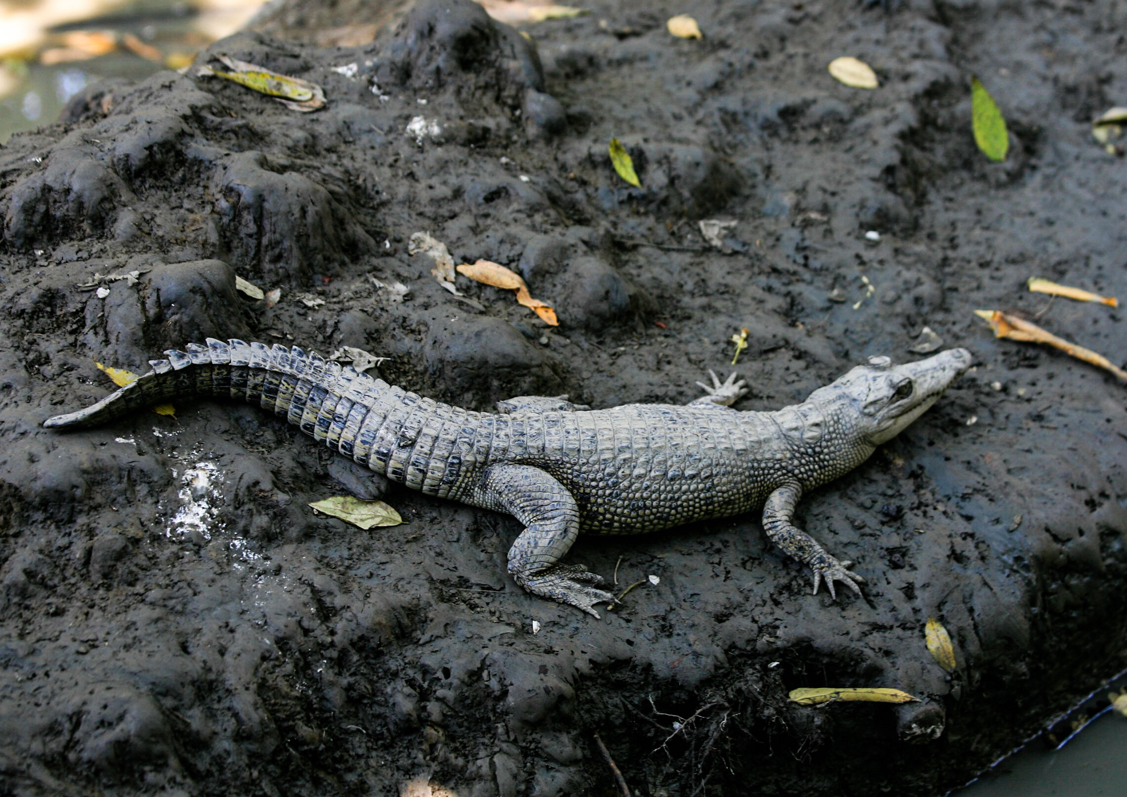 Crocodile / Sepik - Papua New Guinea