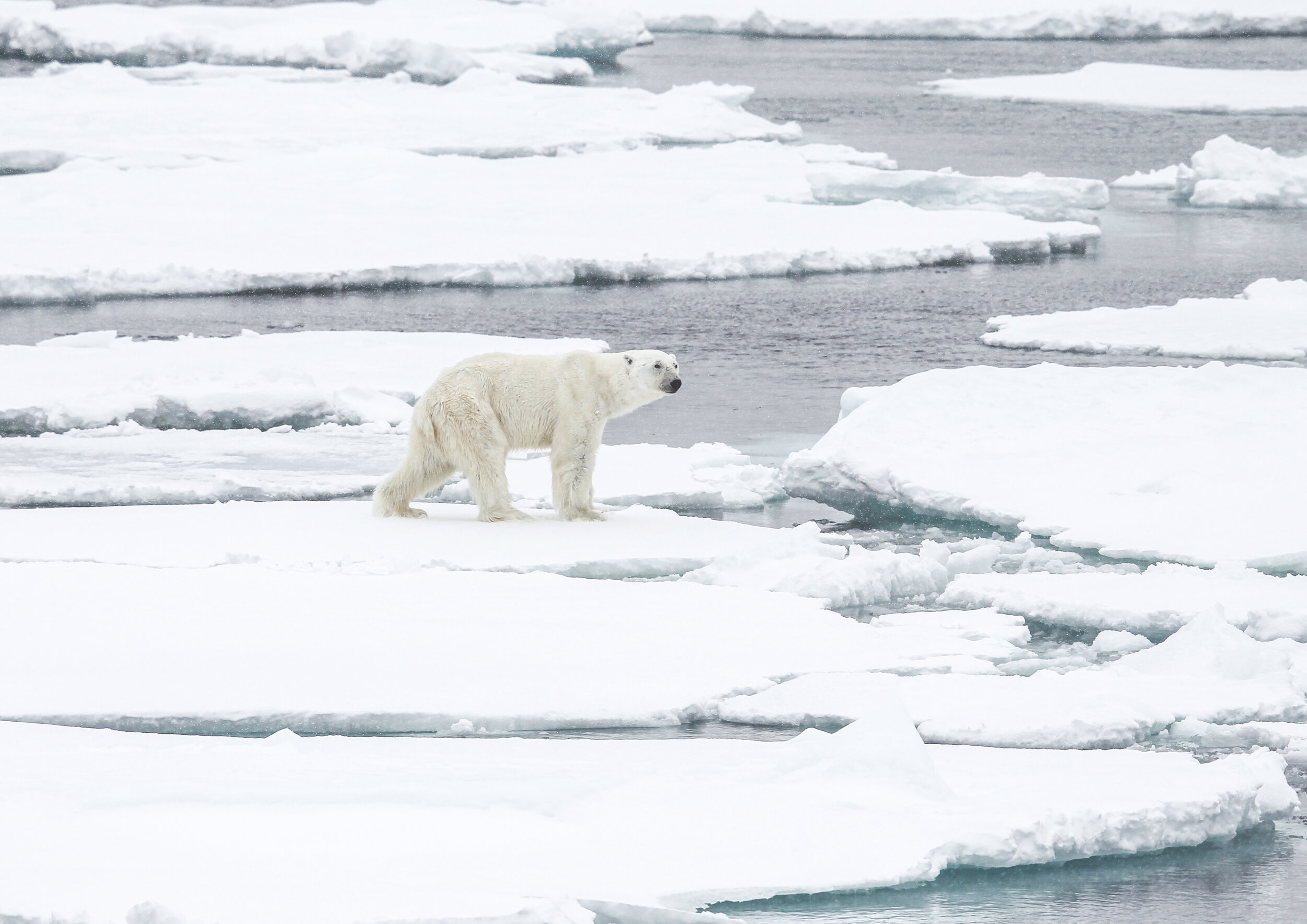 Polar Bear / Svalbard - Norway