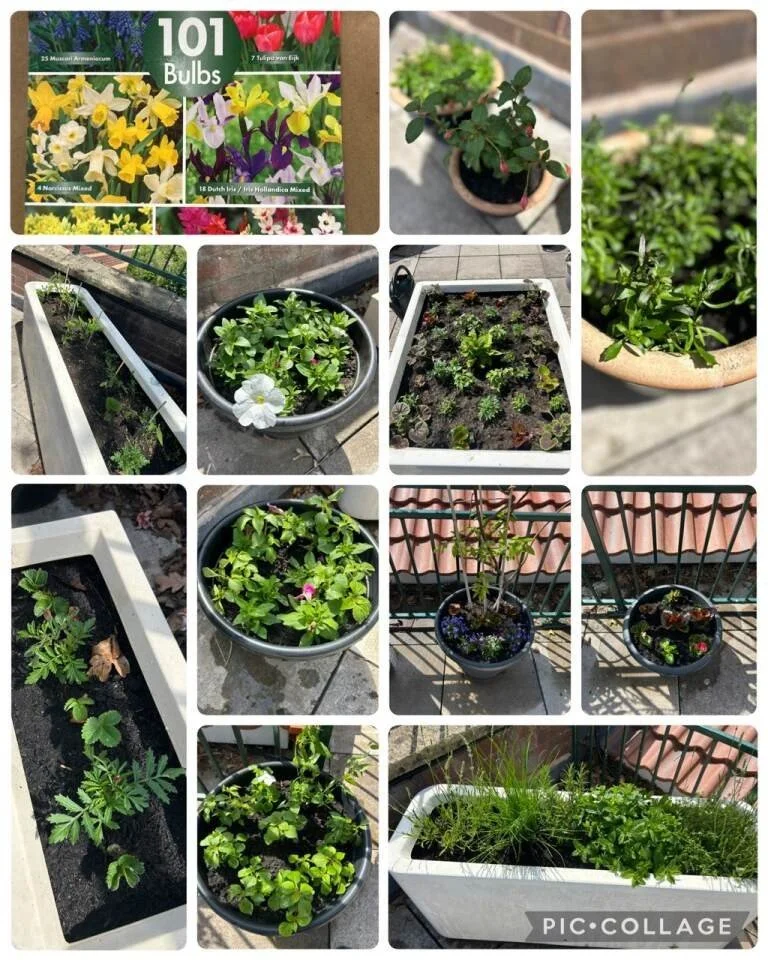 Something lovely is growing at Warminster Community Hospital