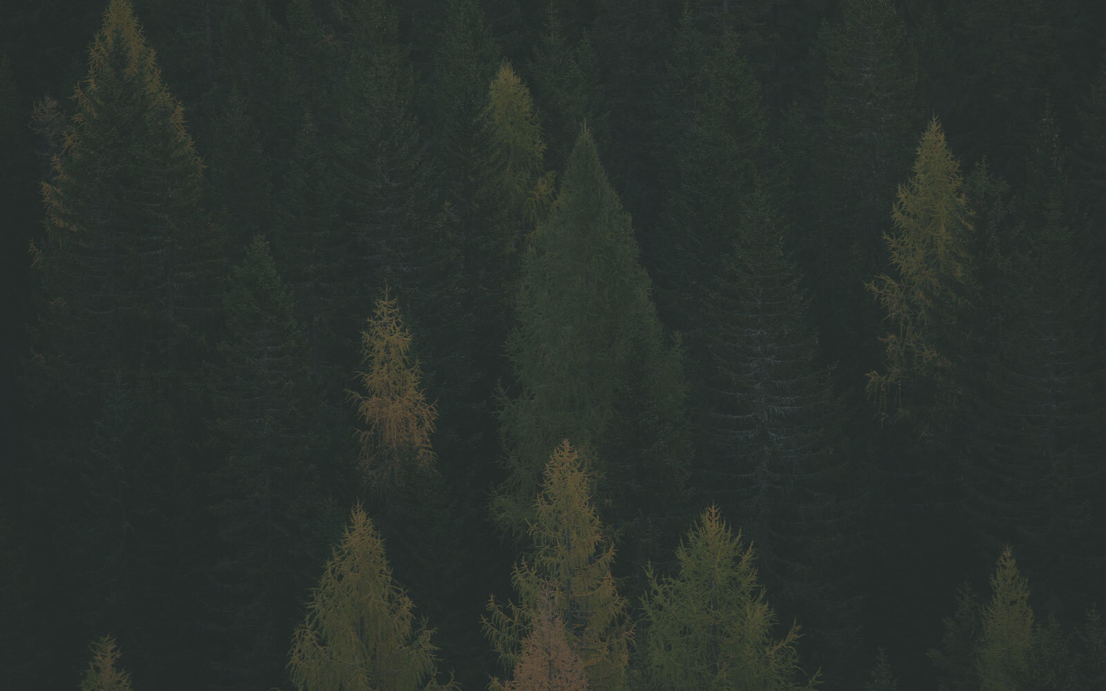green-forest-trees-federico-bottos-Z3NceSeZqgI-unsplash.jpg