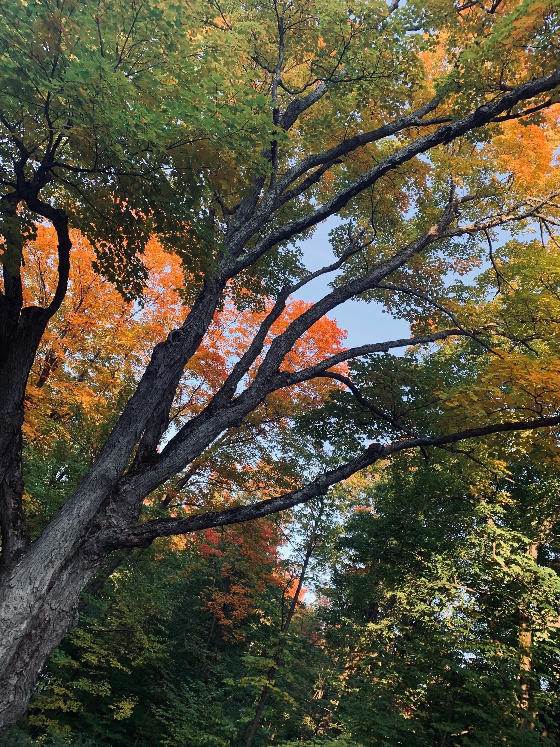 Celebrating Mental Health Awareness Month